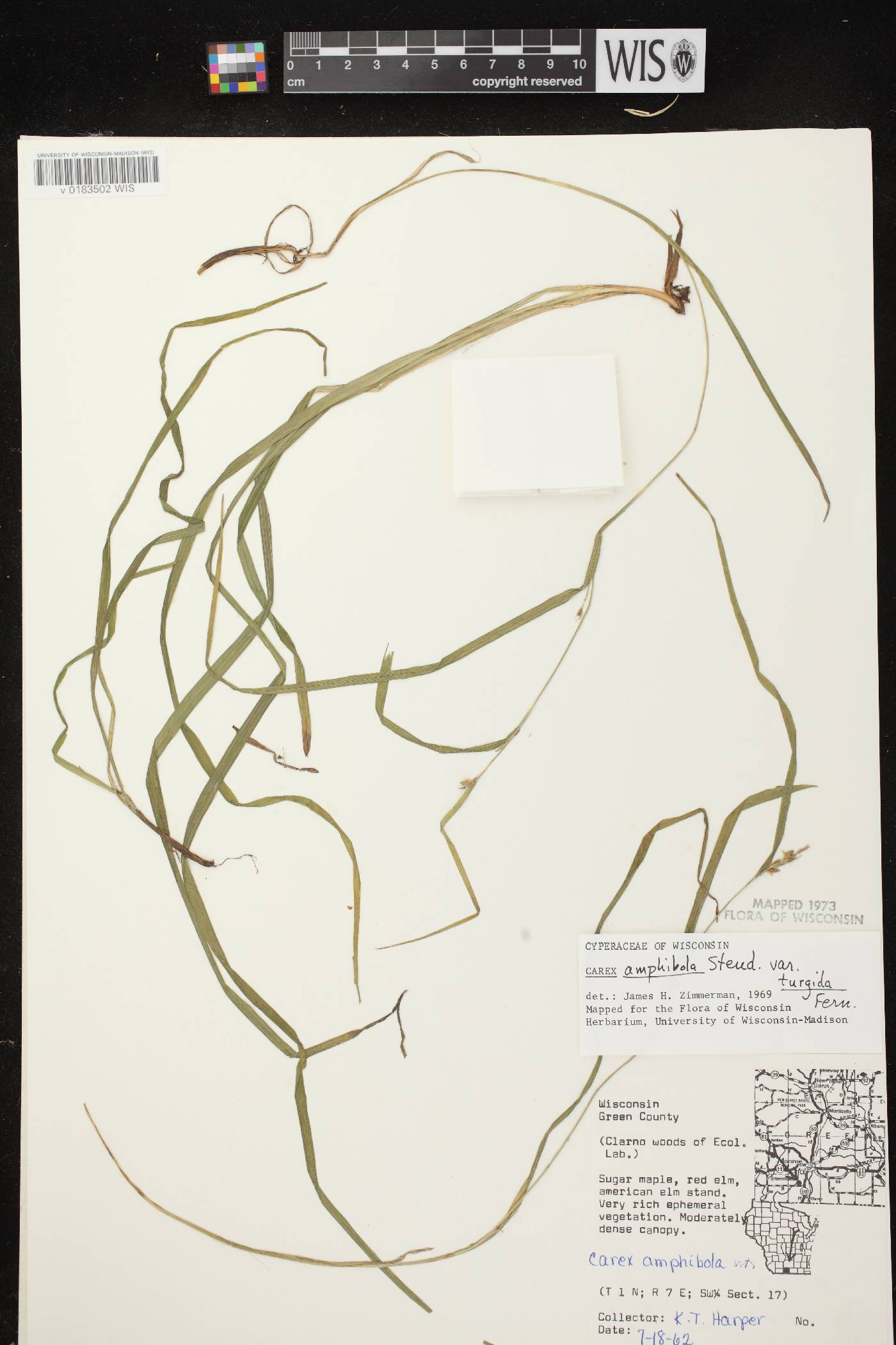 Carex grisea image