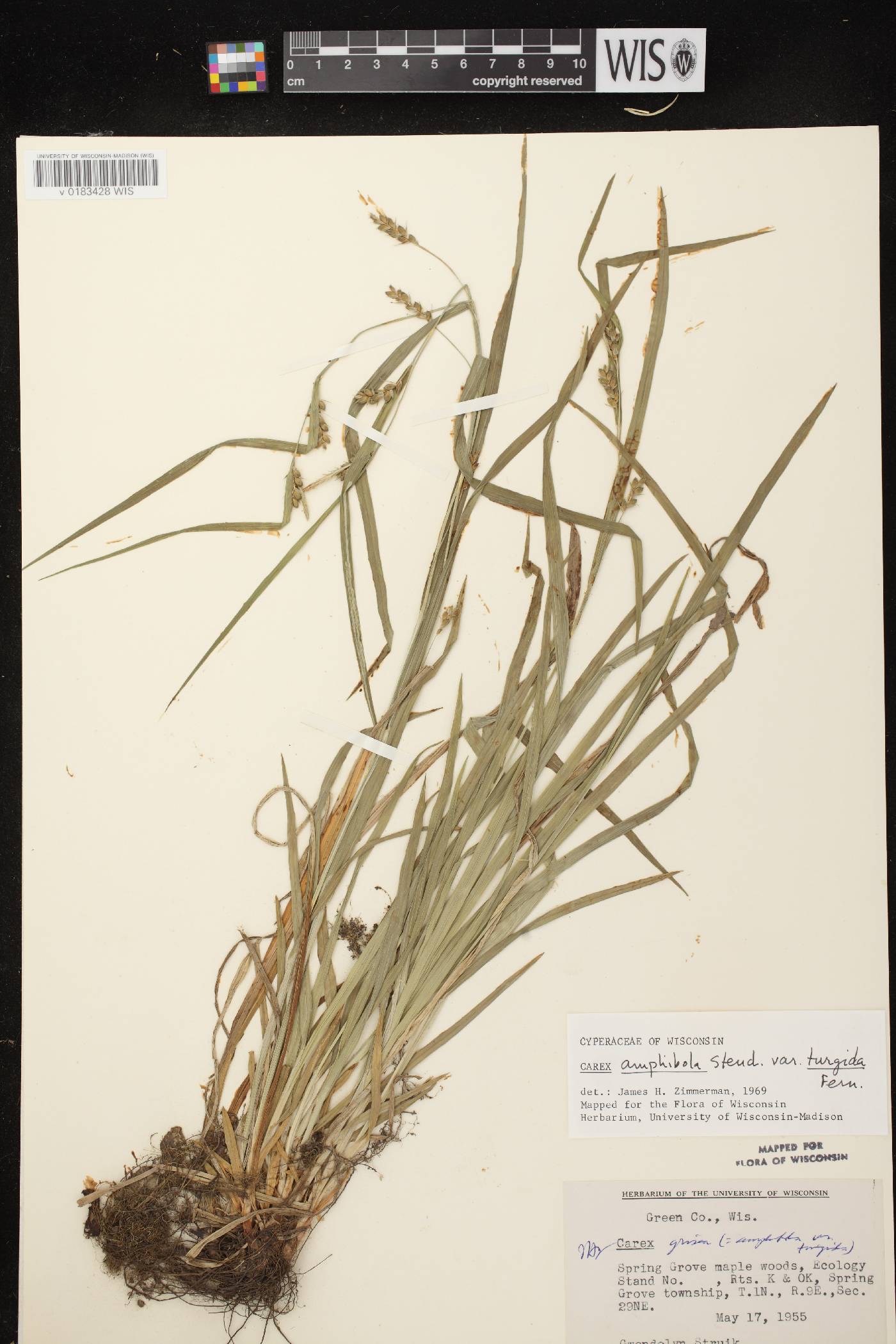 Carex grisea image