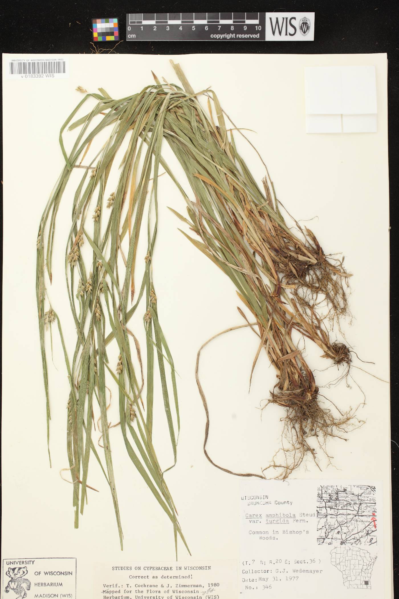 Carex grisea image