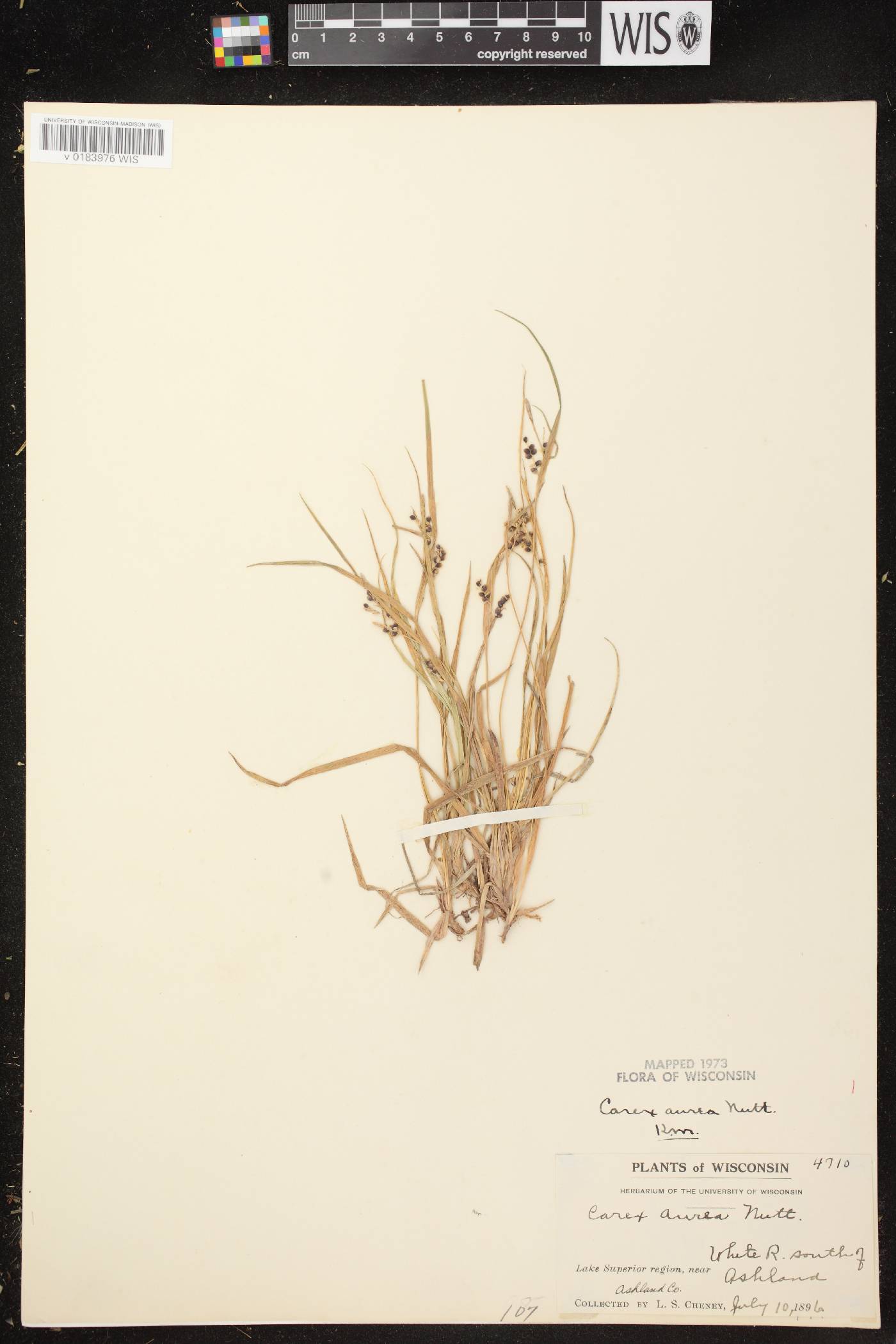 Carex aurea image