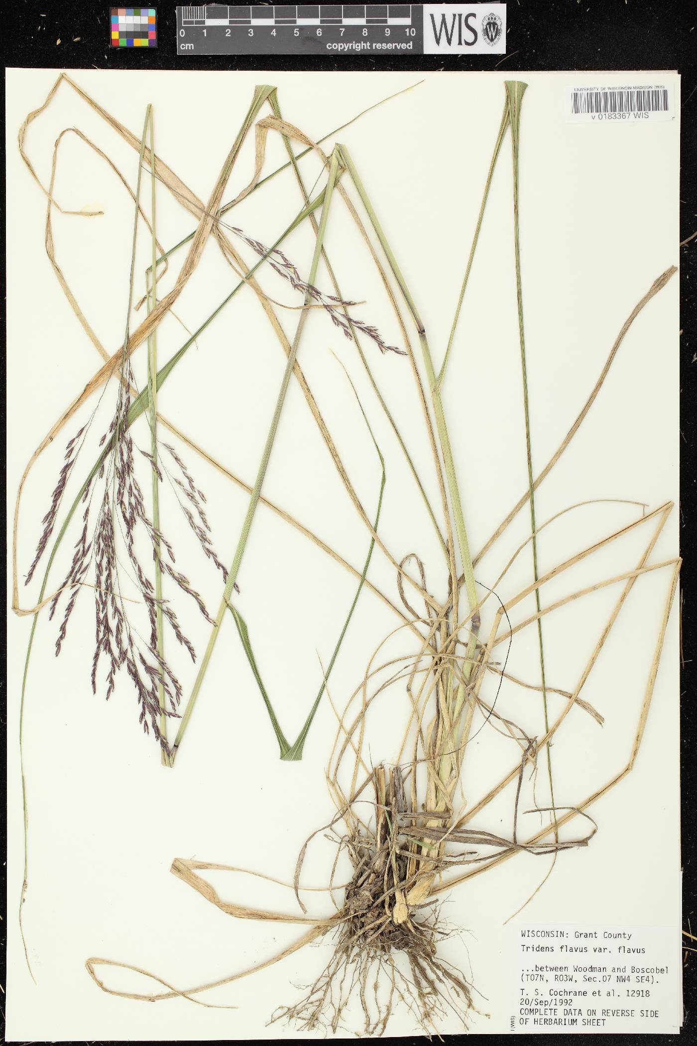 Tridens flavus image