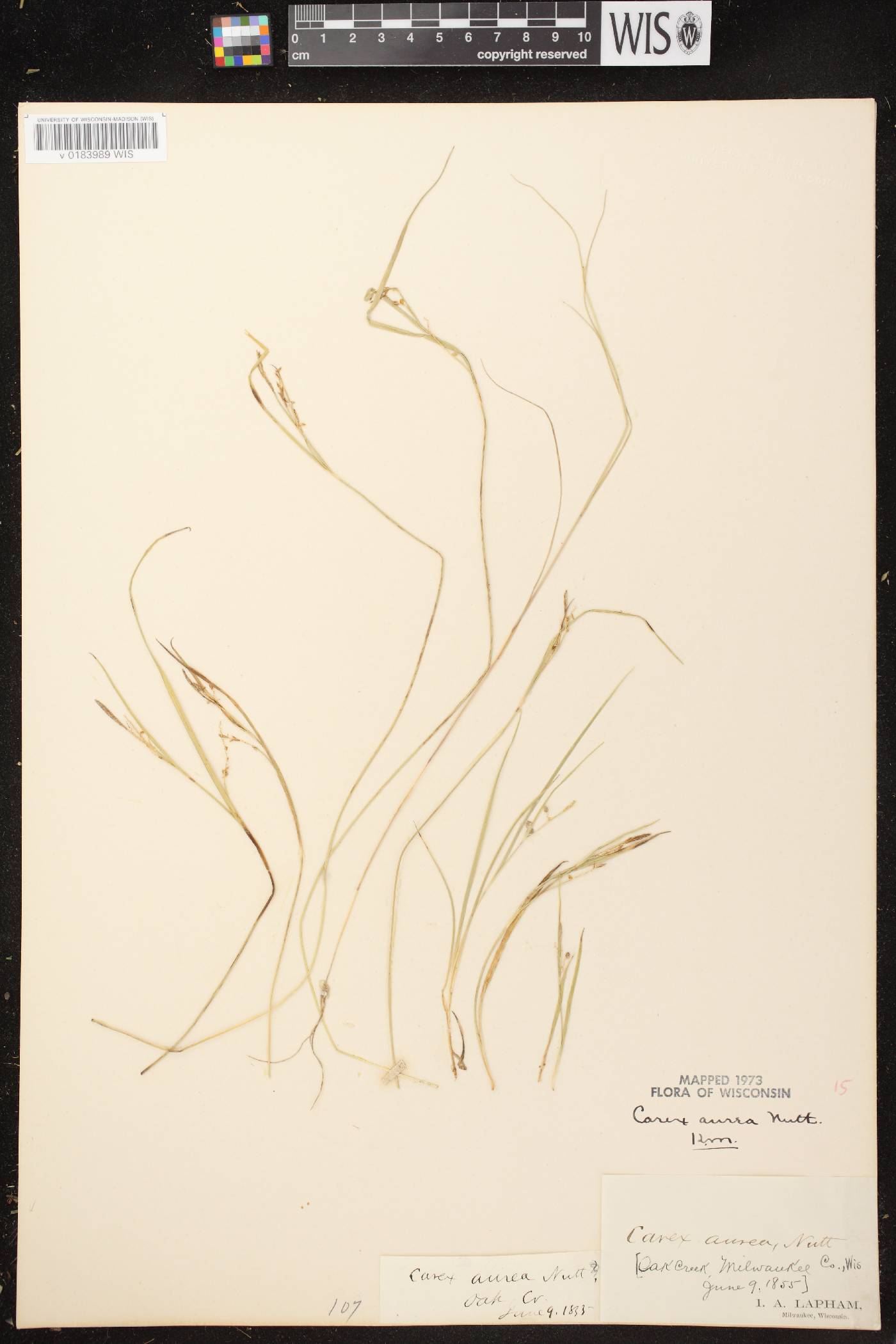 Carex aurea image