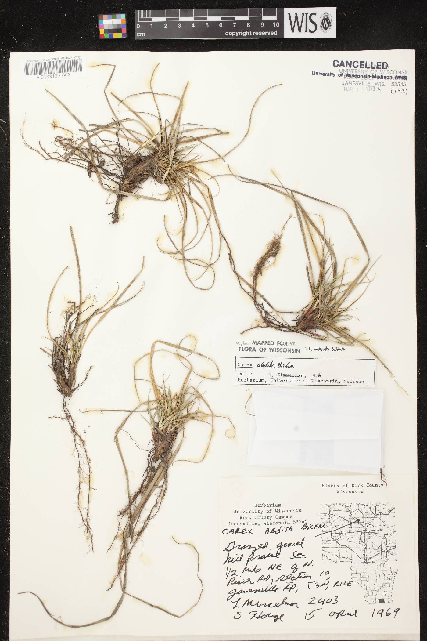 Carex umbellata image
