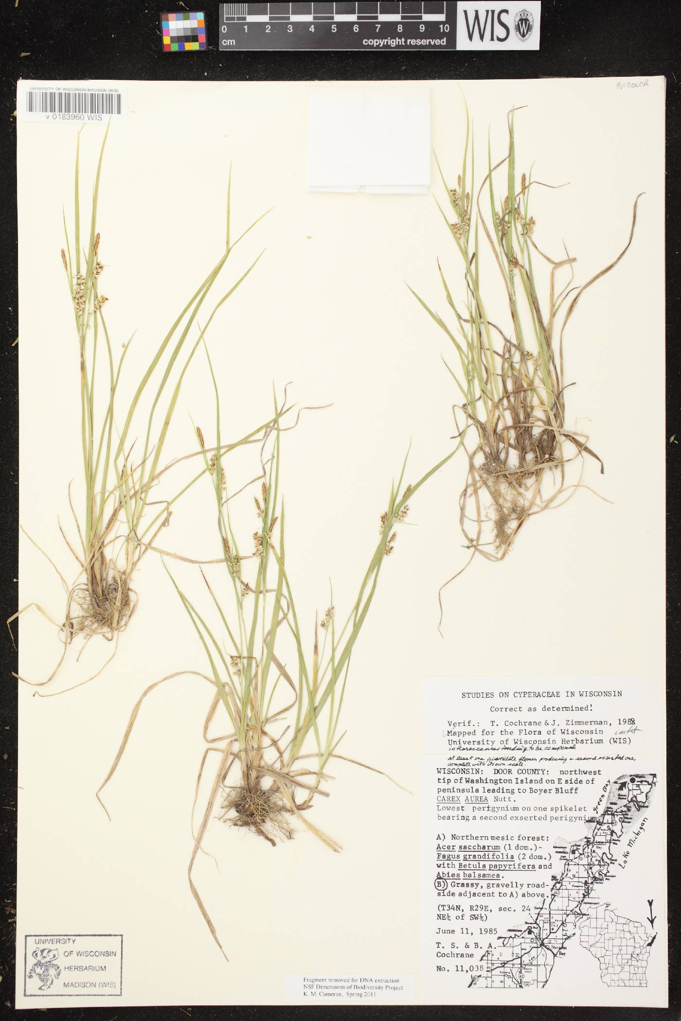 Carex aurea image