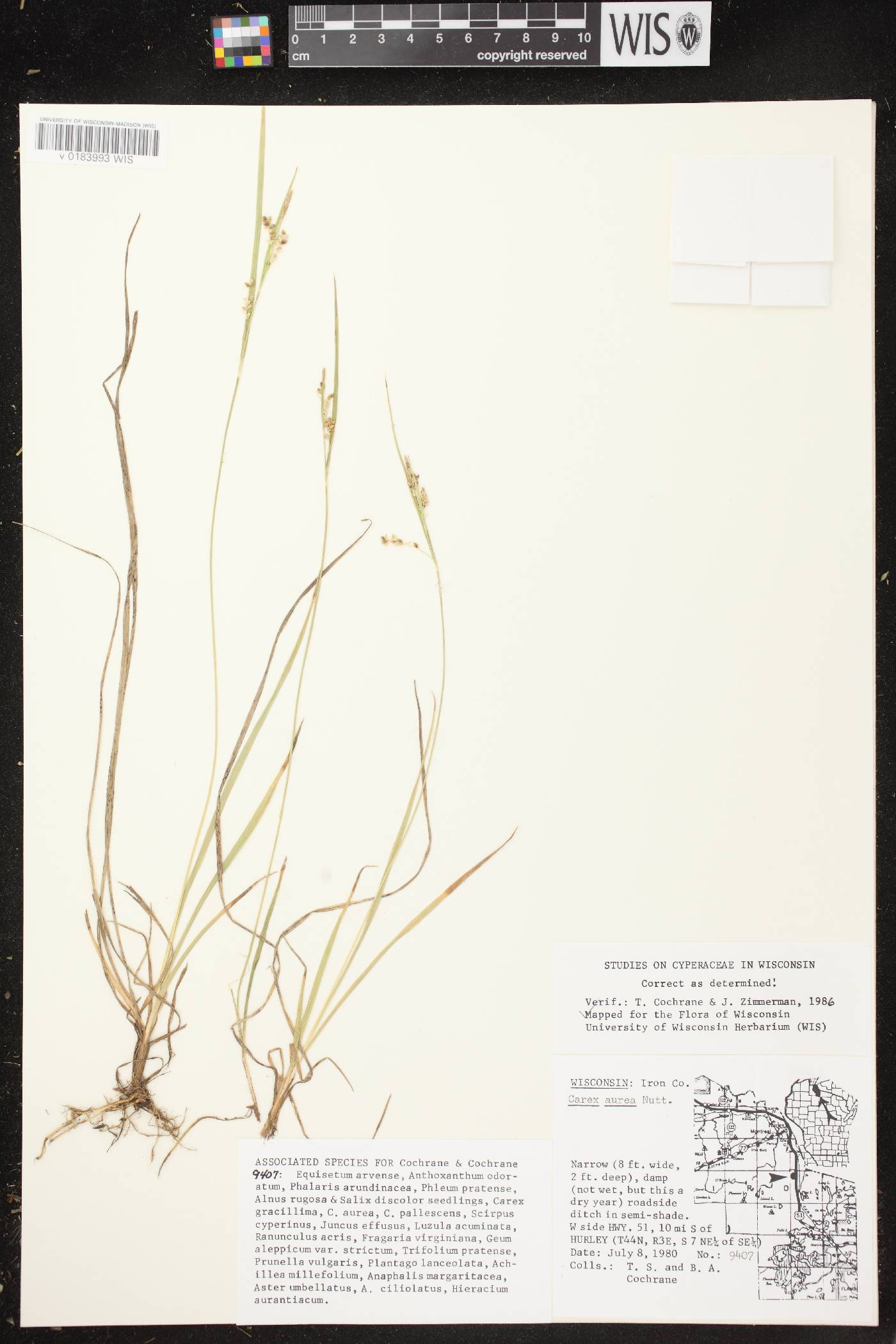 Carex aurea image