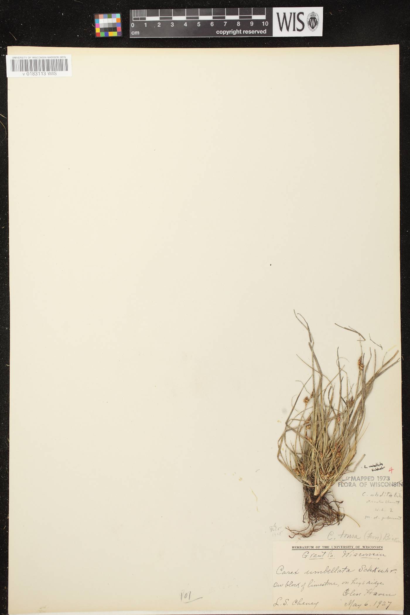 Carex umbellata image