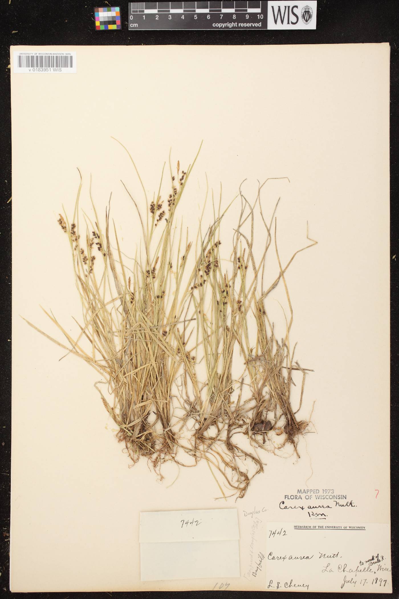 Carex aurea image