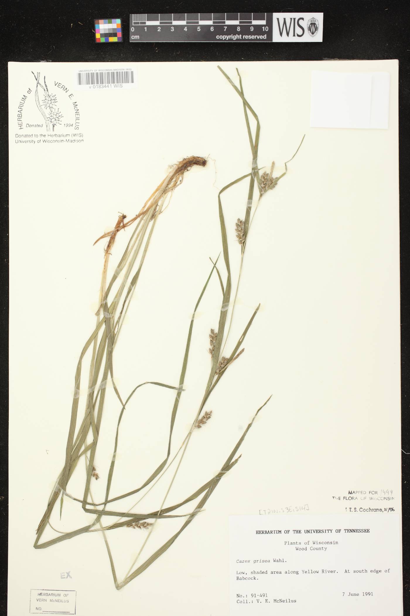 Carex grisea image