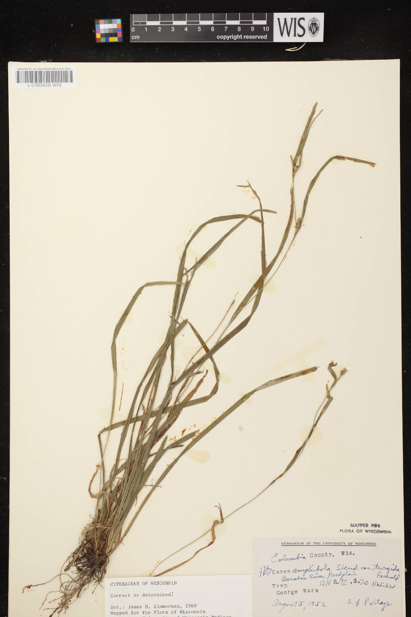 Carex grisea image