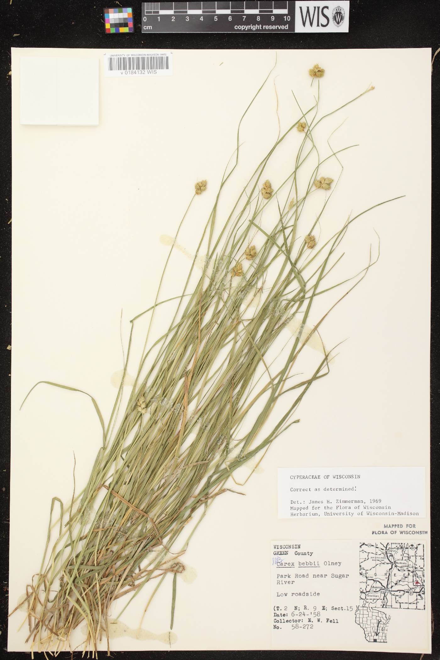 Carex bebbii image