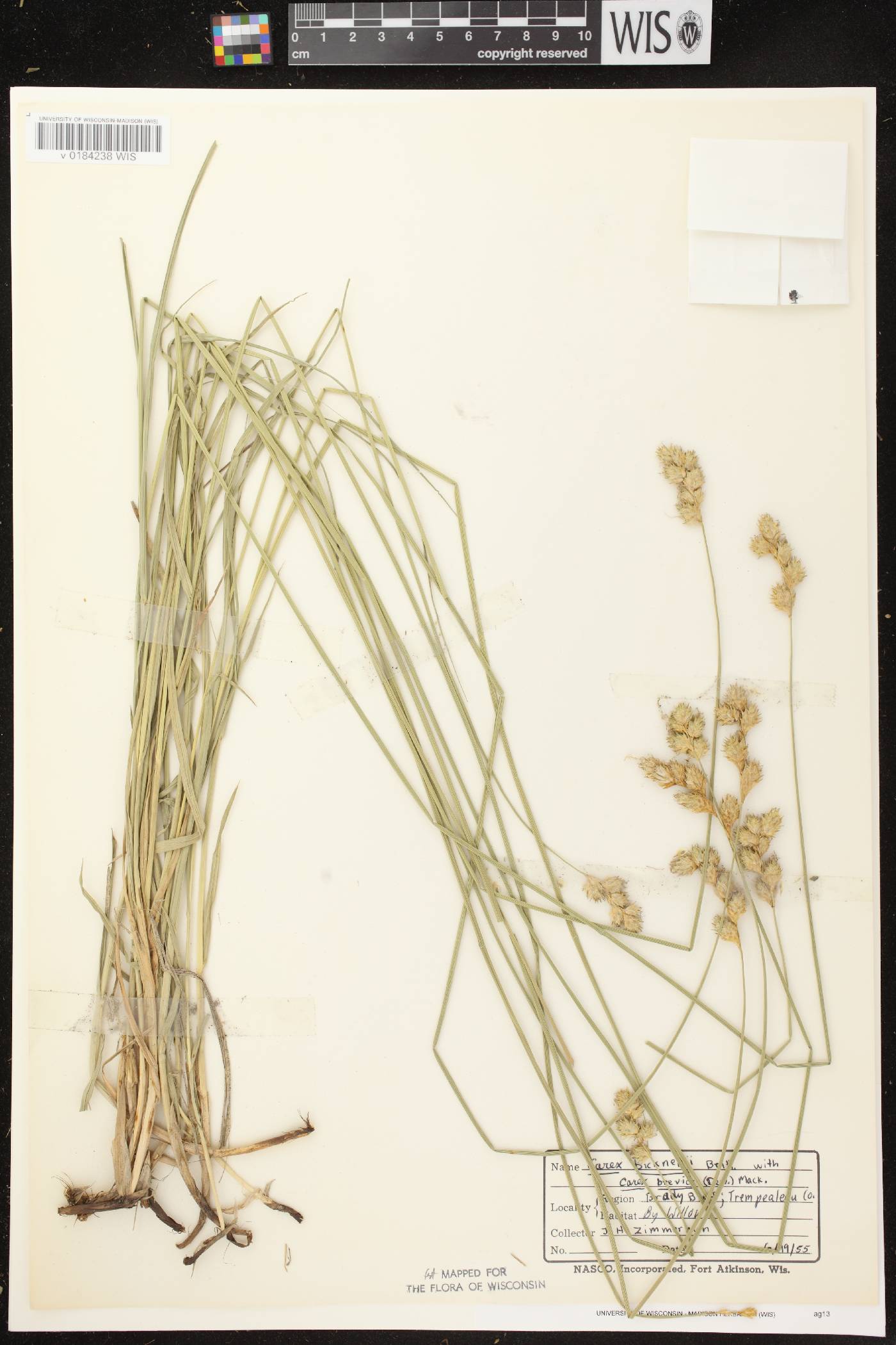 Carex bicknellii image
