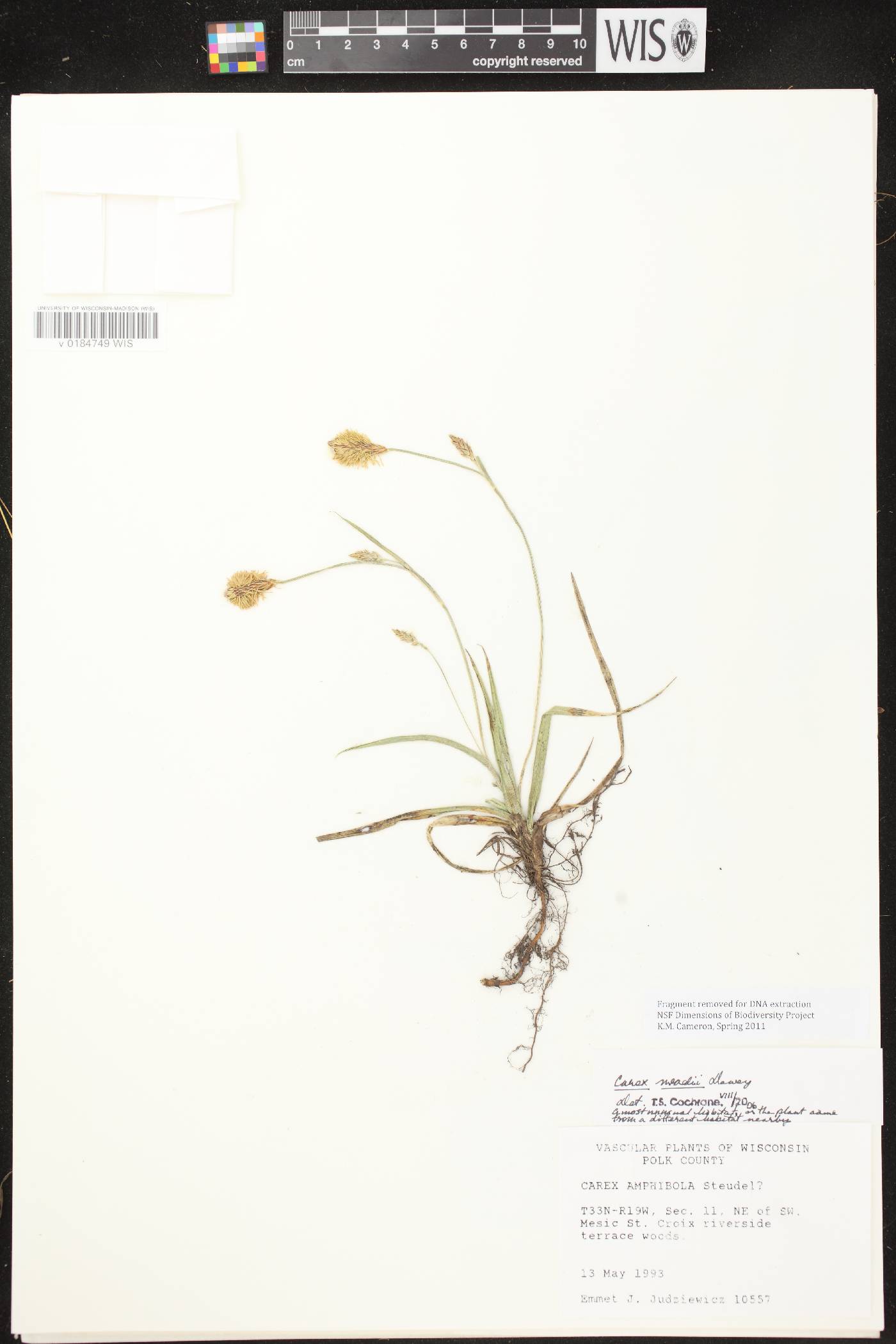 Carex meadii image