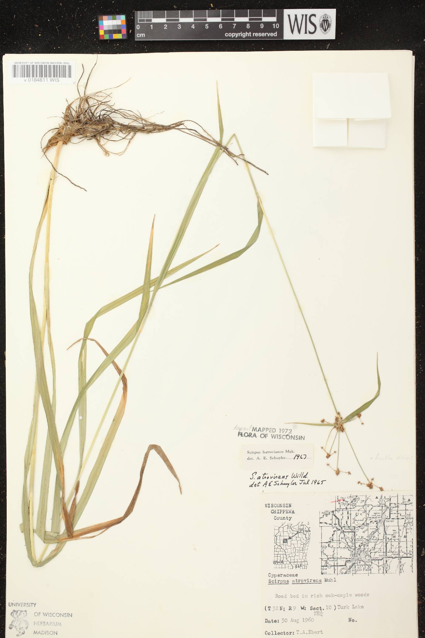 Scirpus hattorianus image