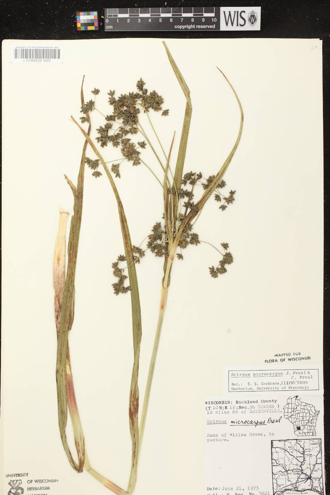 Scirpus microcarpus image