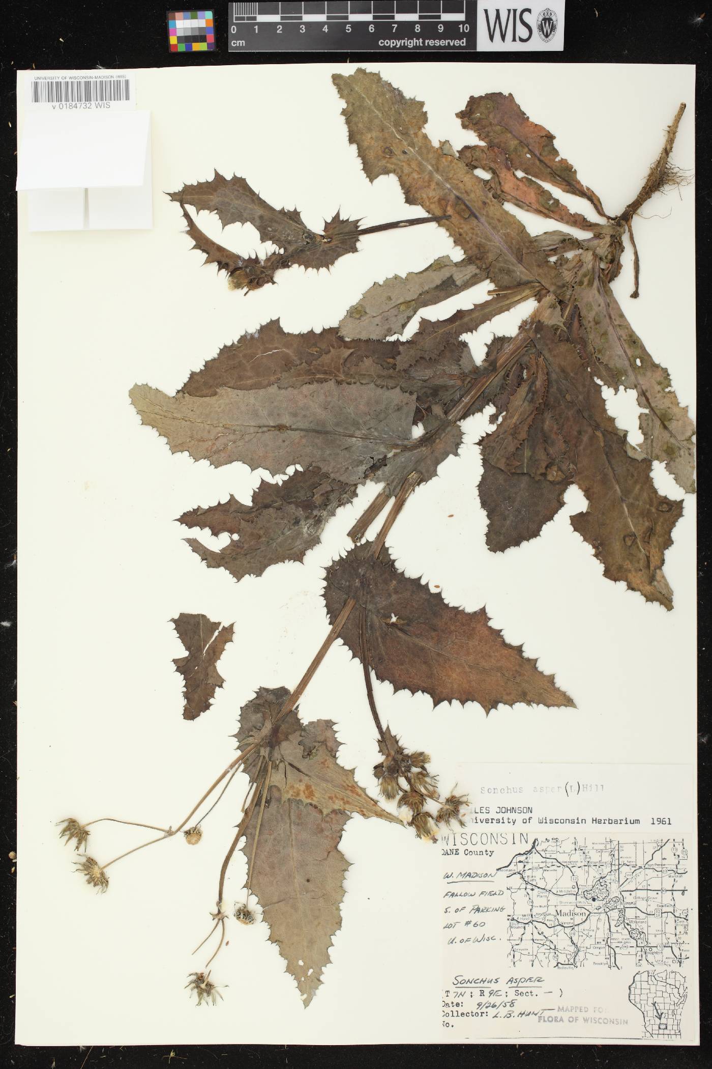 Sonchus asper image
