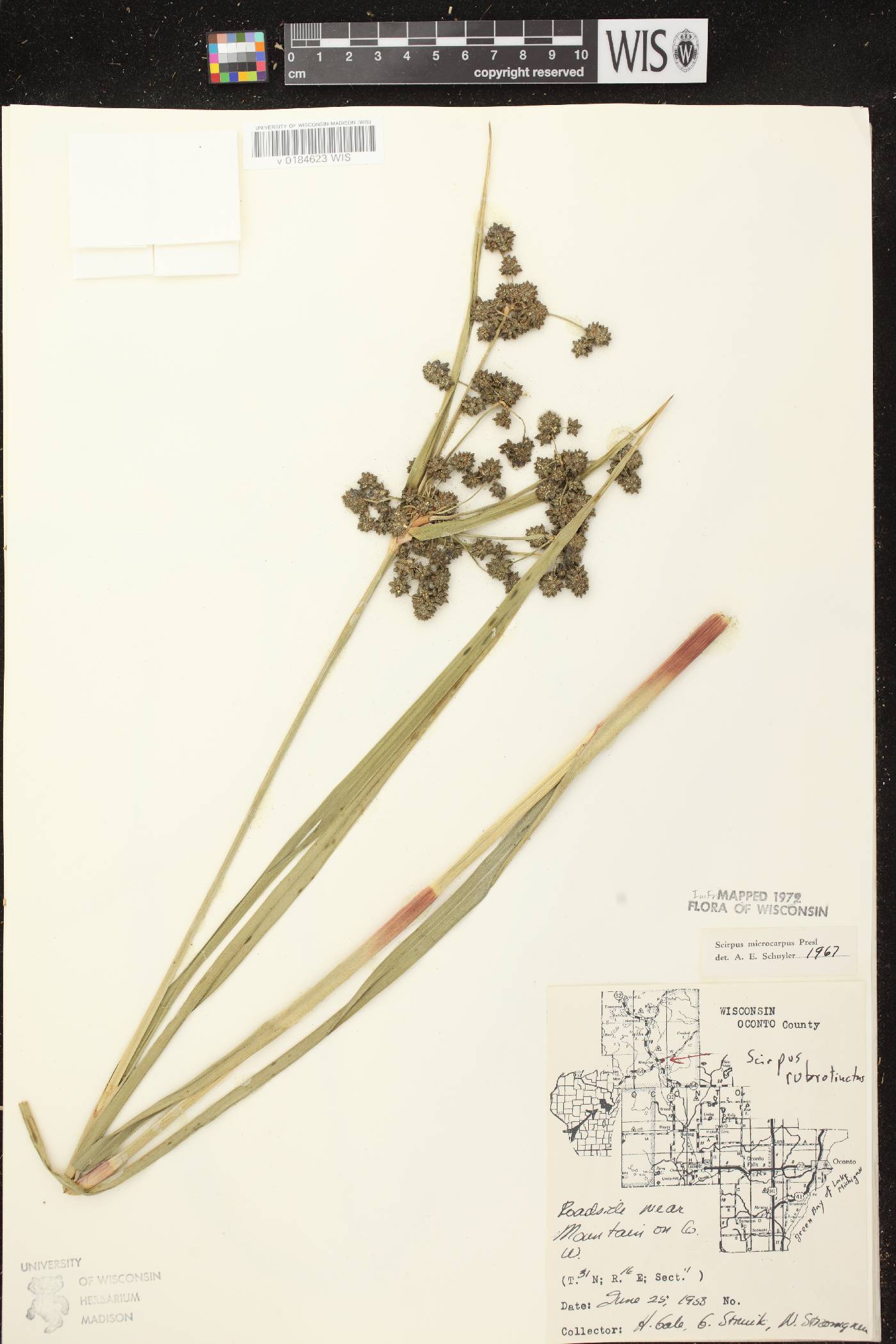 Scirpus microcarpus image