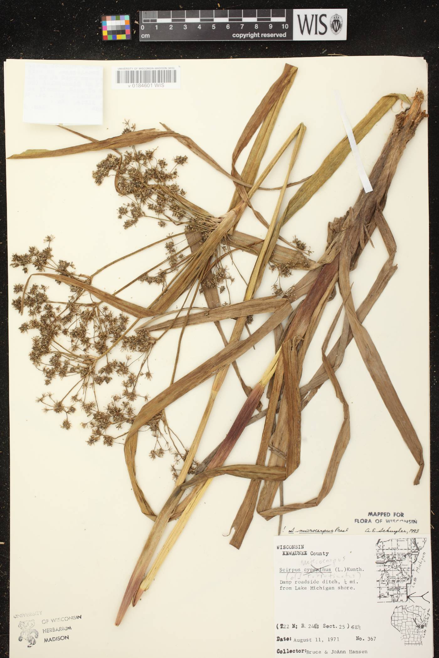 Scirpus microcarpus image