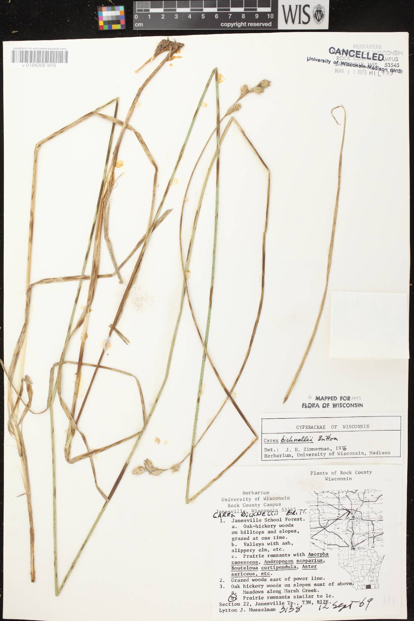 Carex bicknellii image