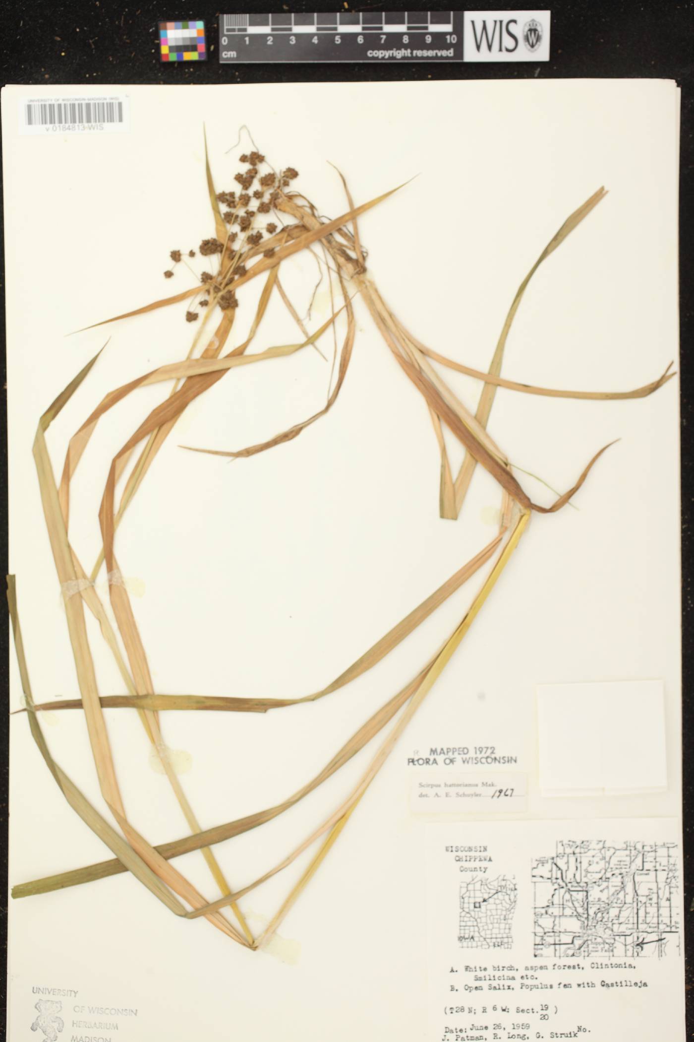 Scirpus hattorianus image