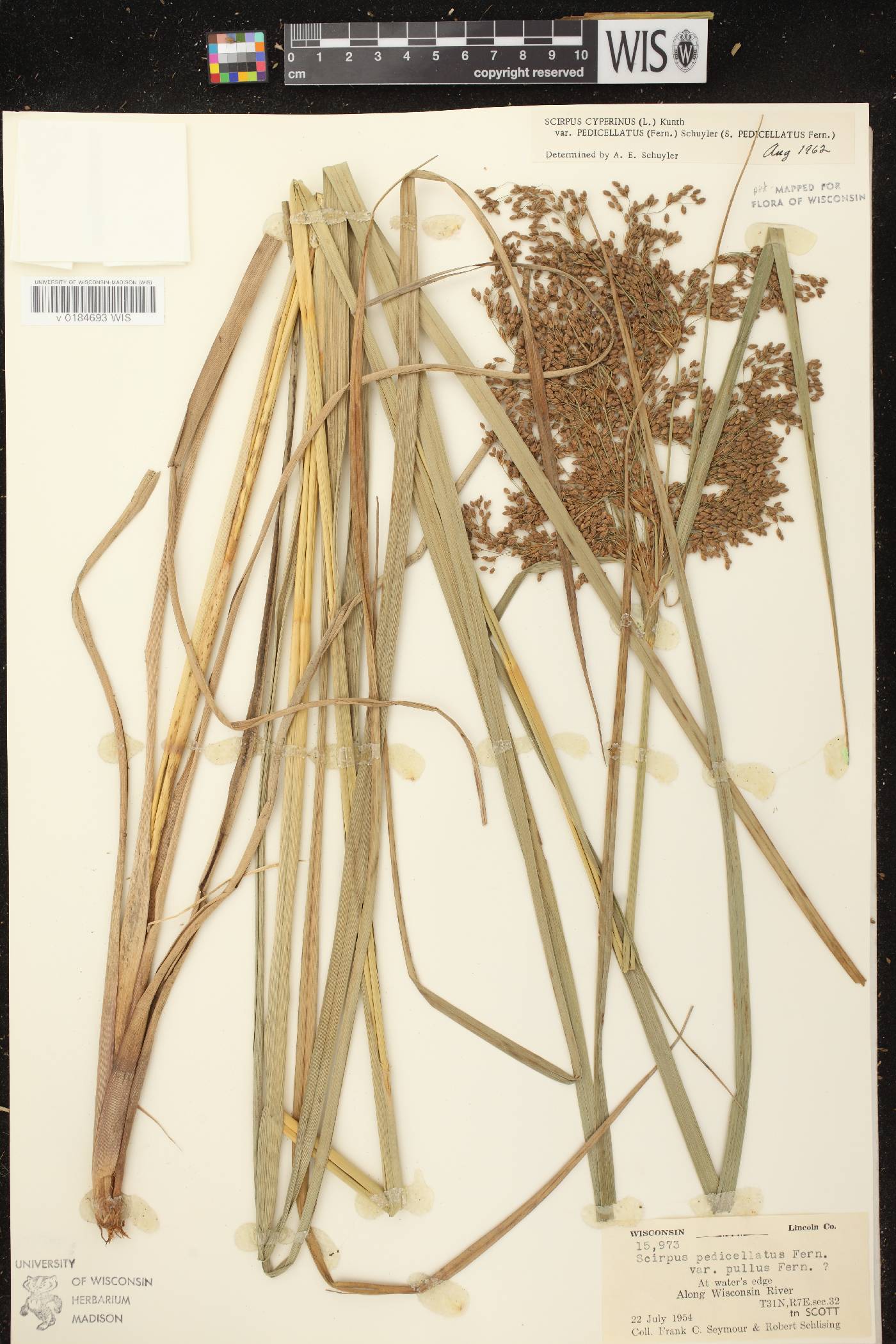 Scirpus pedicellatus image
