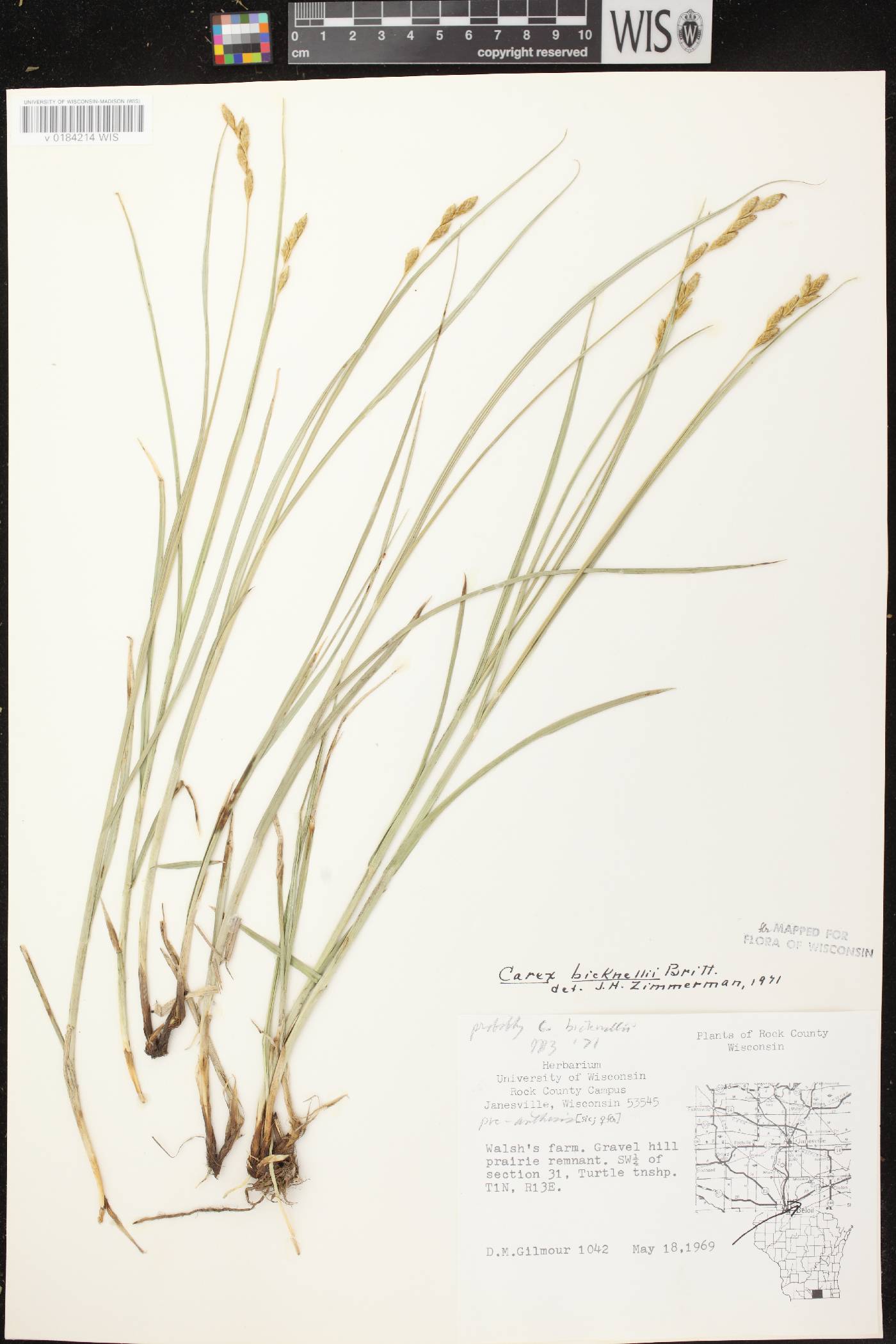 Carex bicknellii image