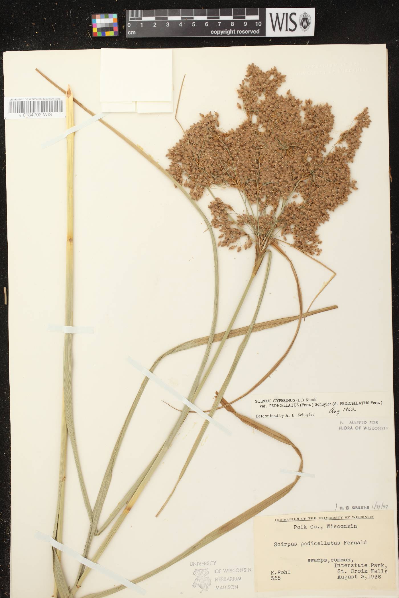 Scirpus pedicellatus image