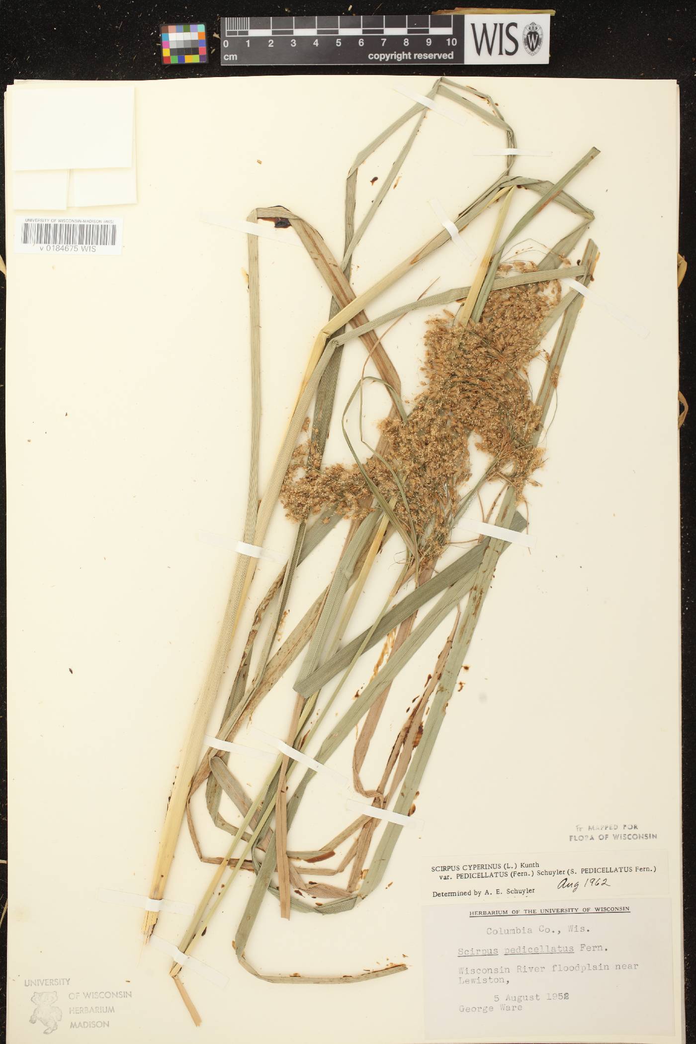 Scirpus pedicellatus image