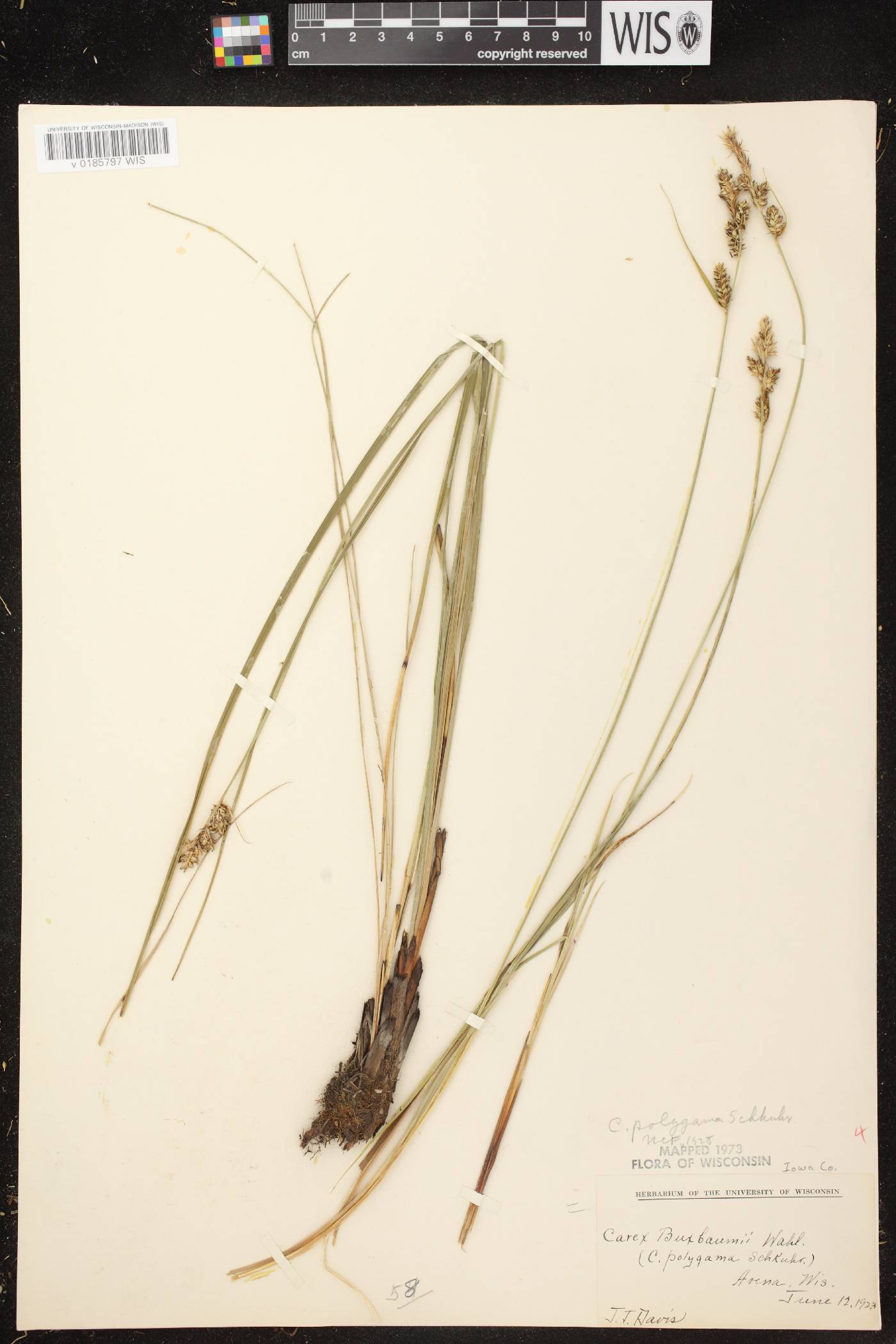 Carex buxbaumii image