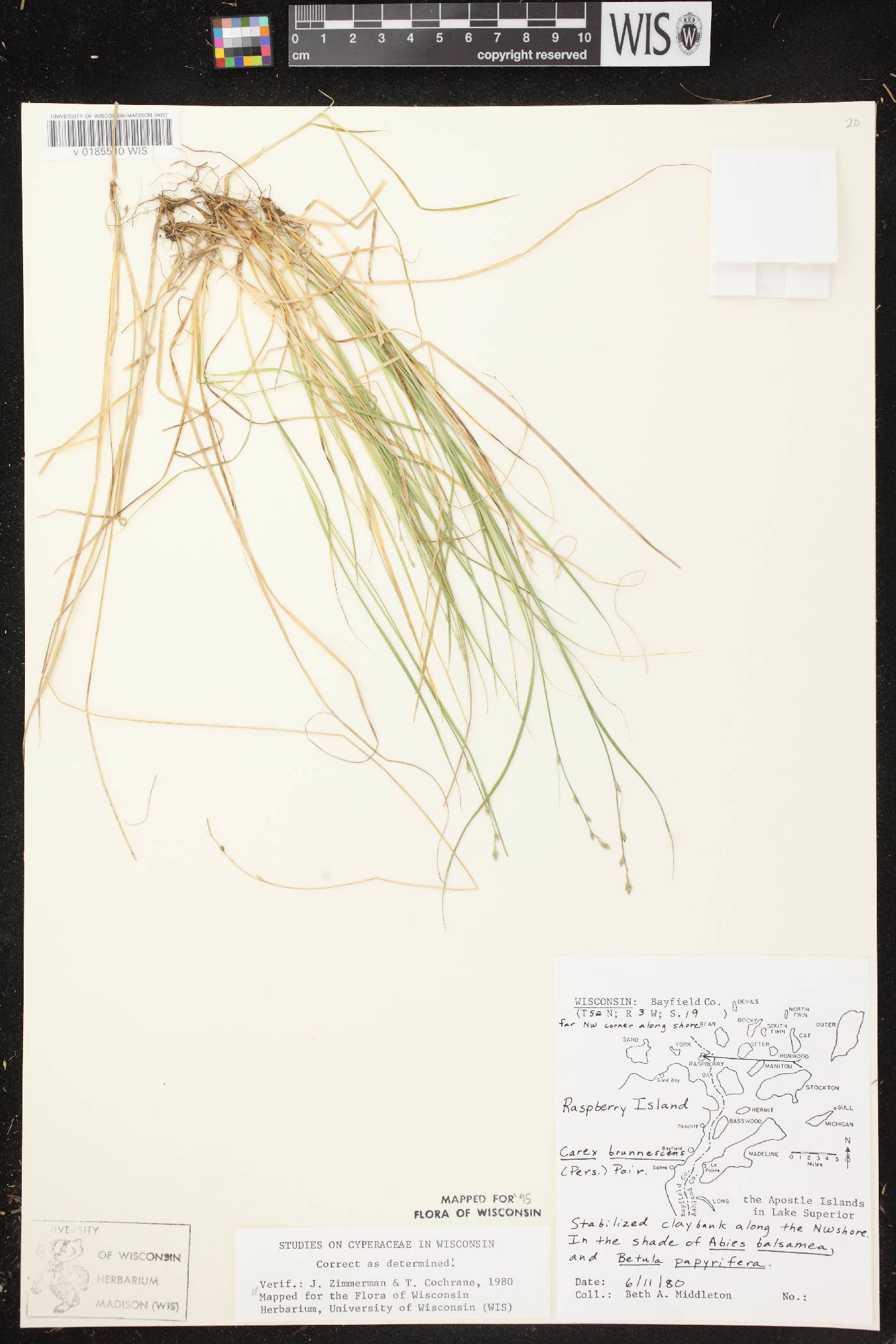 Carex brunnescens subsp. sphaerostachya image
