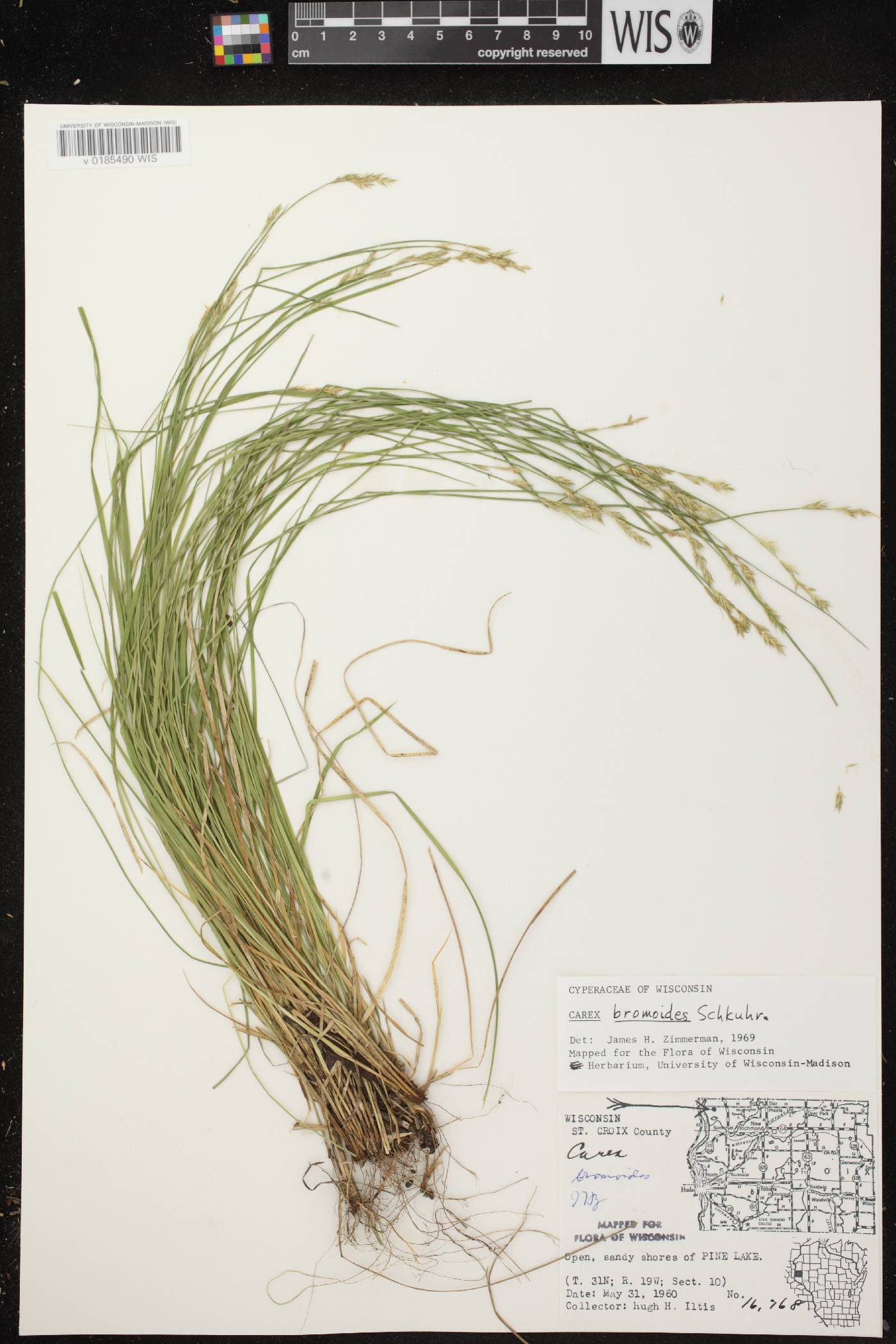 Carex bromoides subsp. bromoides image