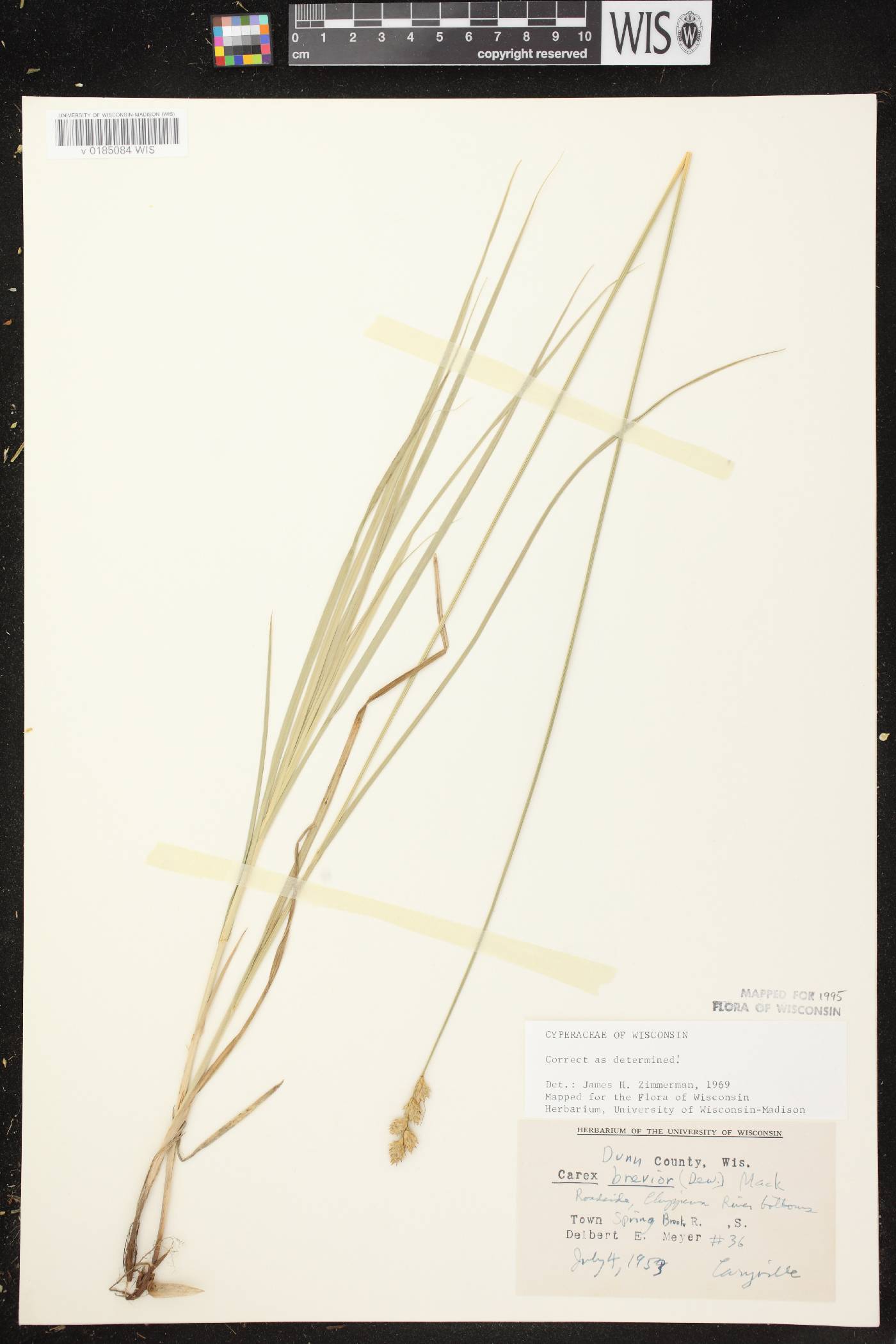 Carex brevior image