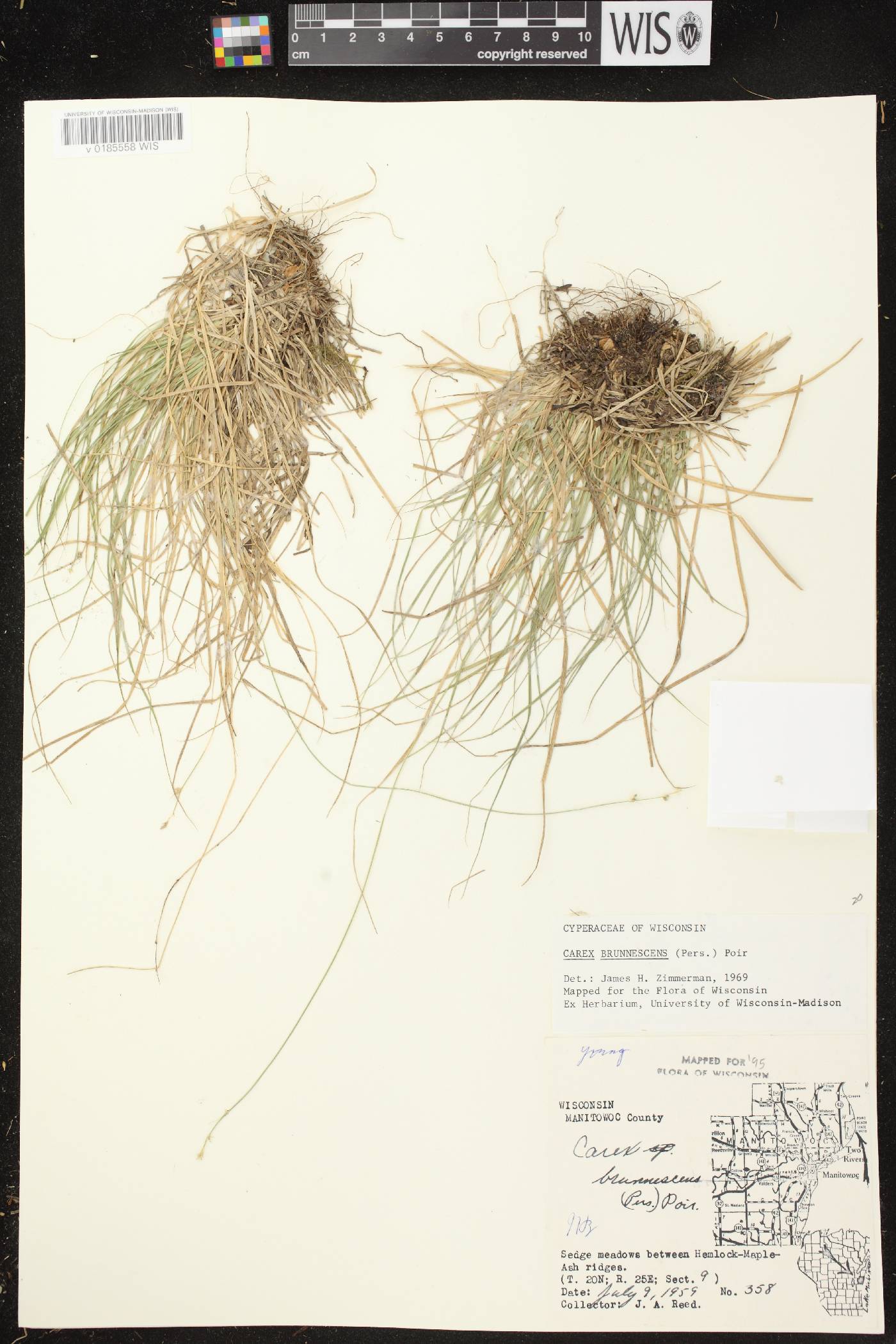 Carex brunnescens subsp. sphaerostachya image