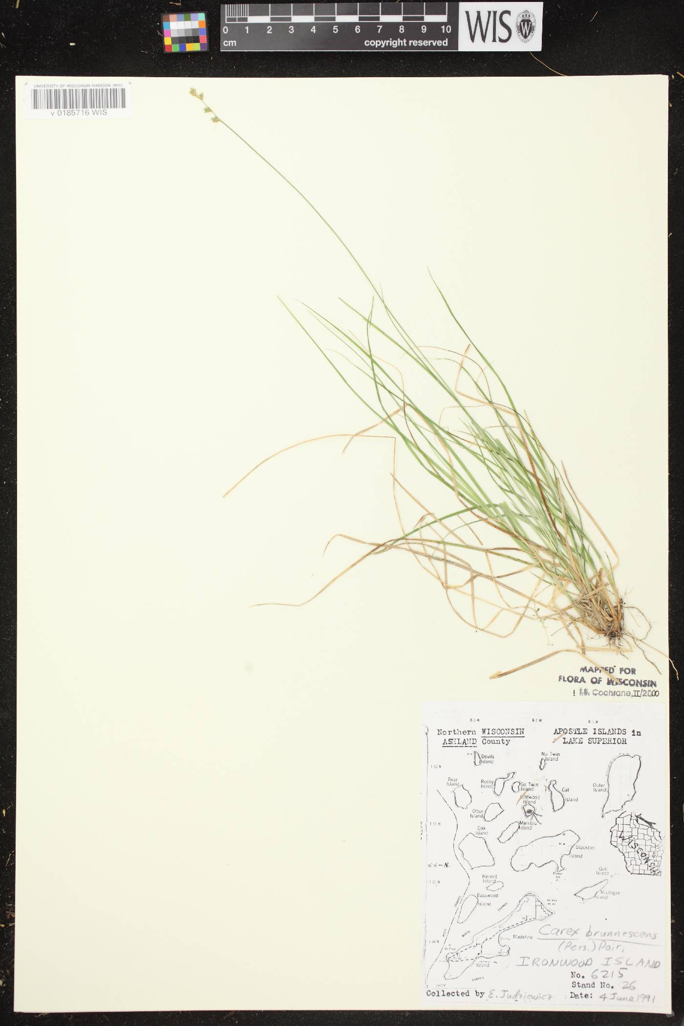 Carex brunnescens subsp. sphaerostachya image