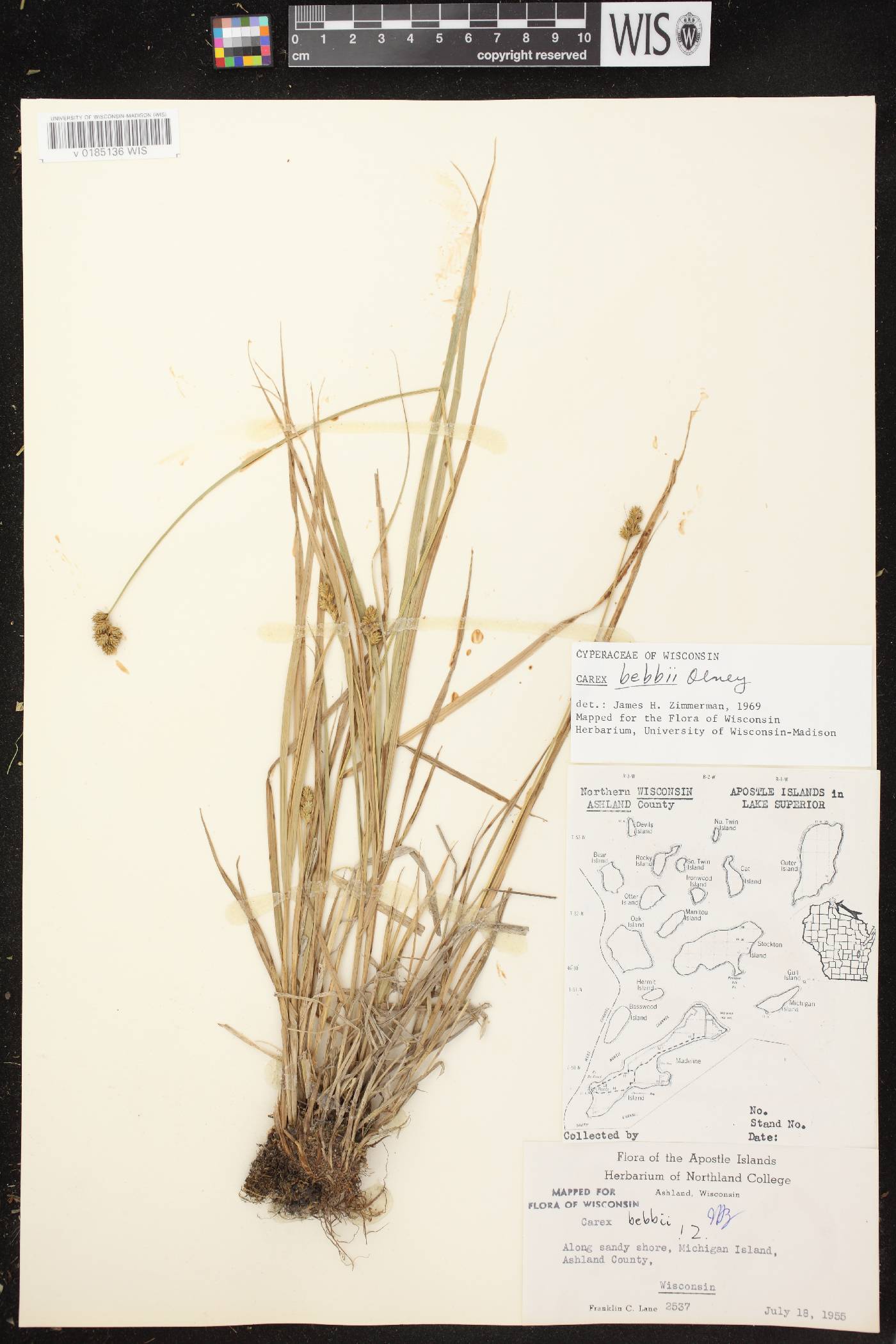 Carex bebbii image