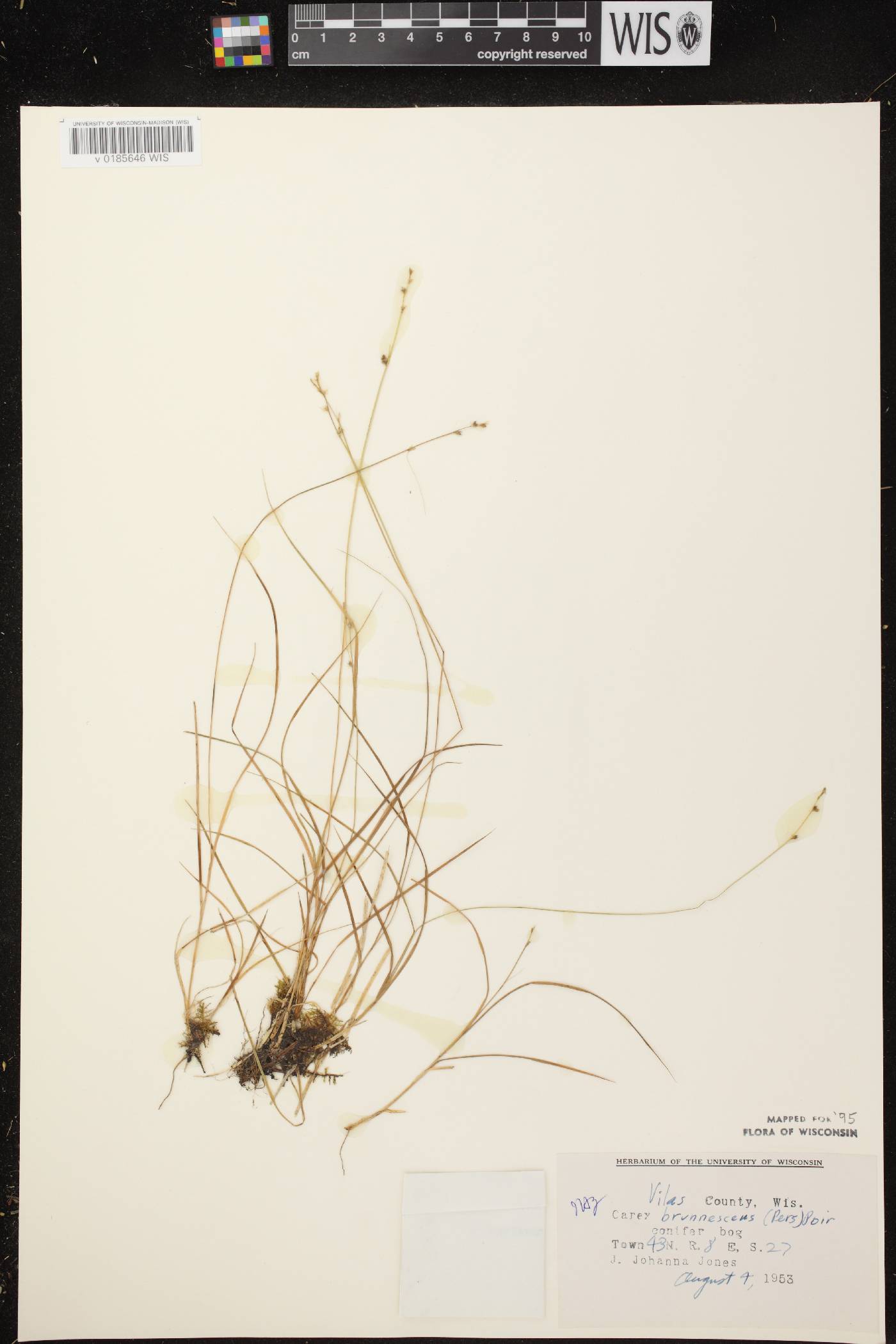 Carex brunnescens subsp. sphaerostachya image