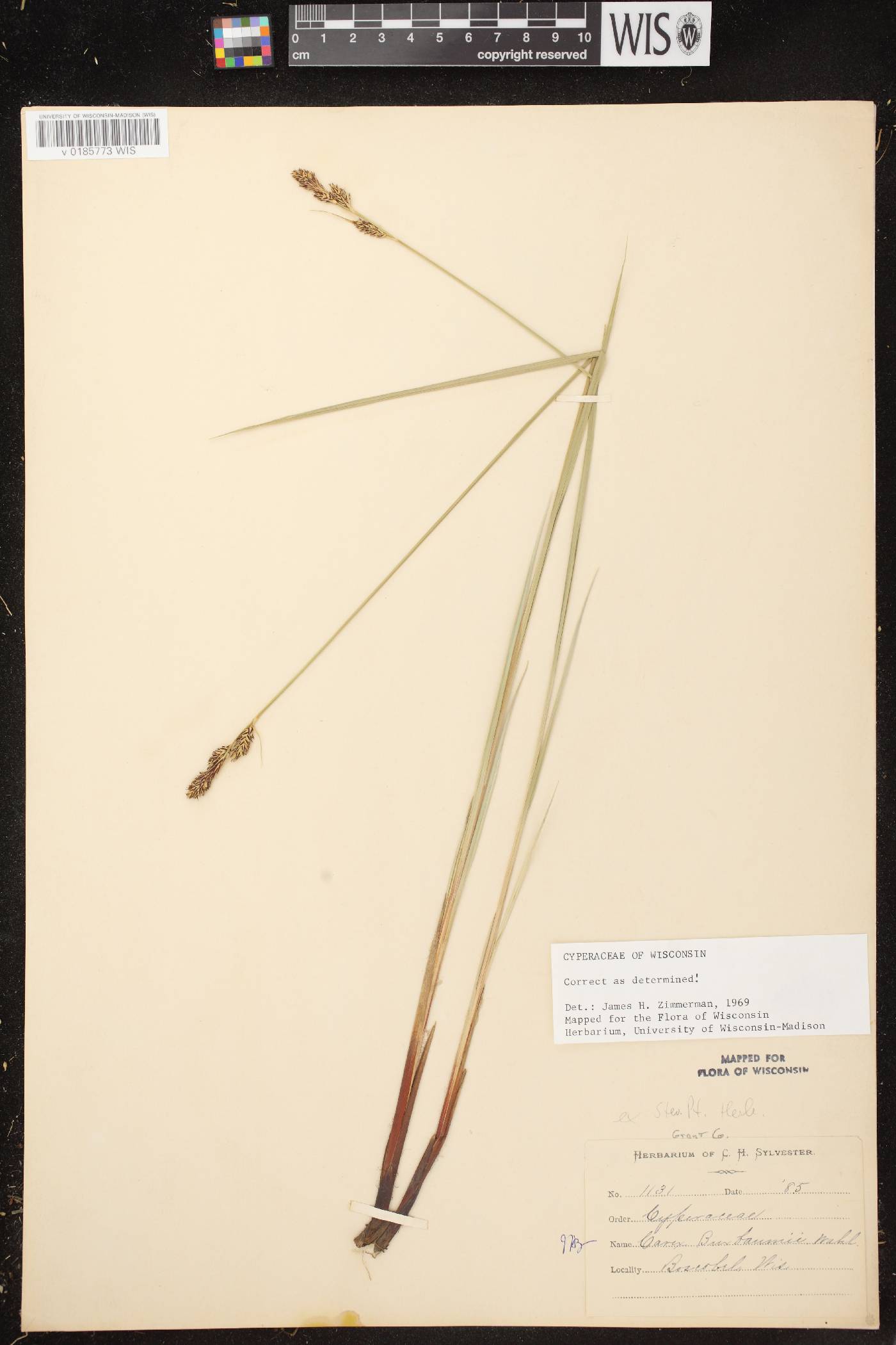 Carex buxbaumii image