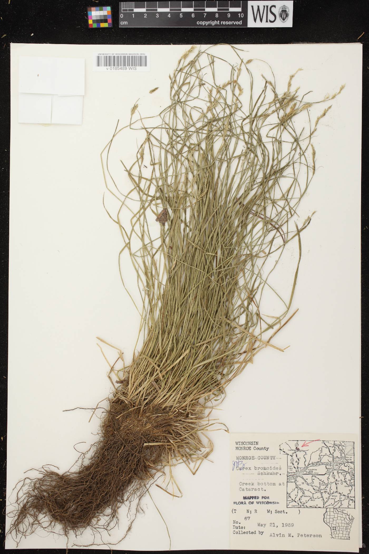 Carex bromoides subsp. bromoides image