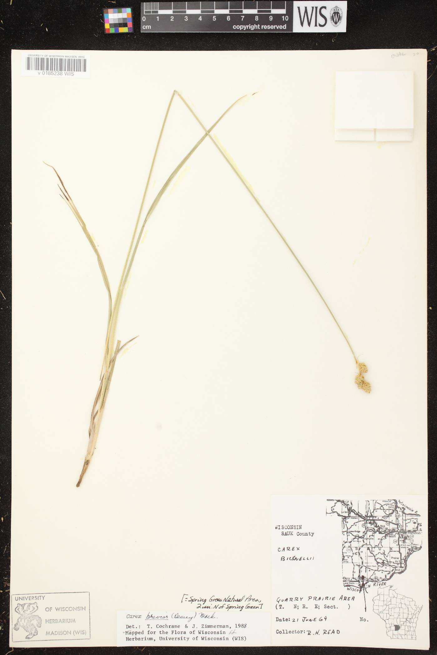 Carex brevior image