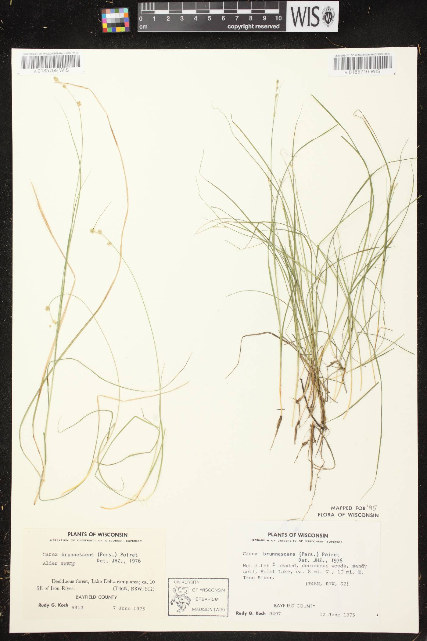 Carex brunnescens subsp. sphaerostachya image