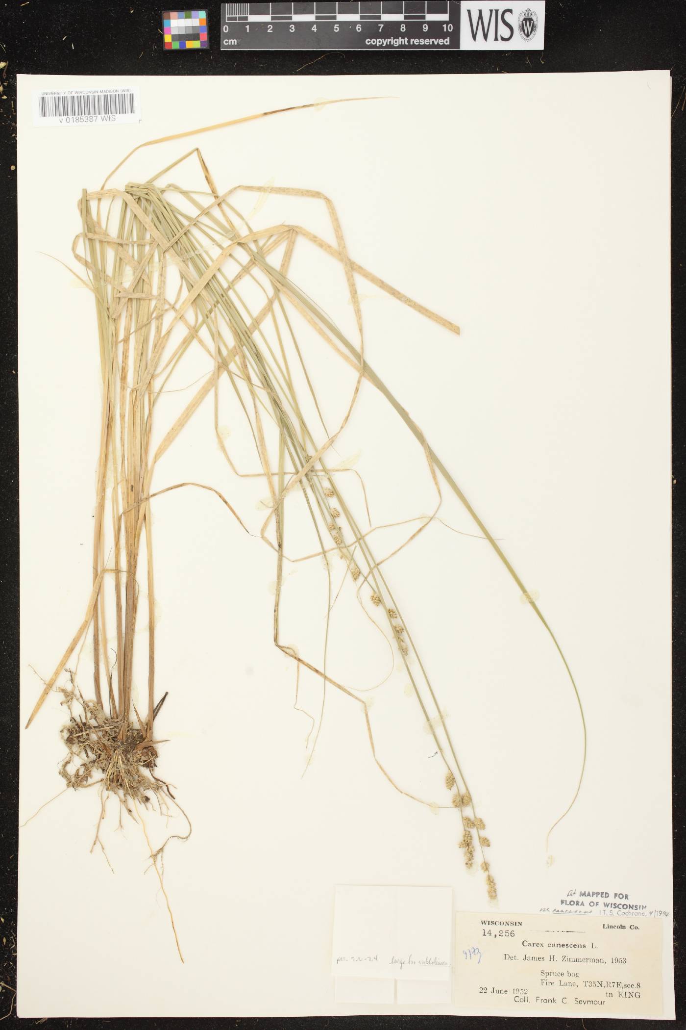 Carex canescens image