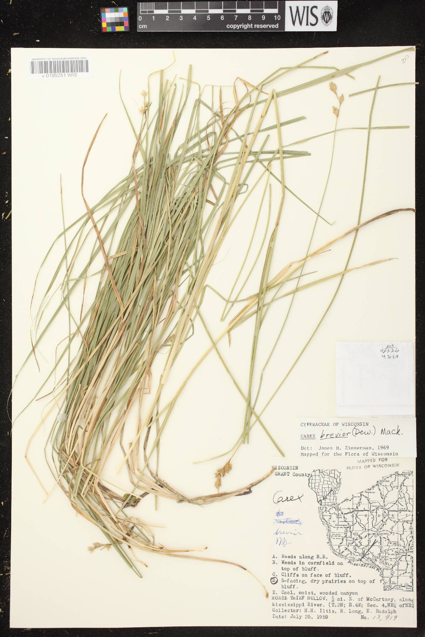 Carex brevior image