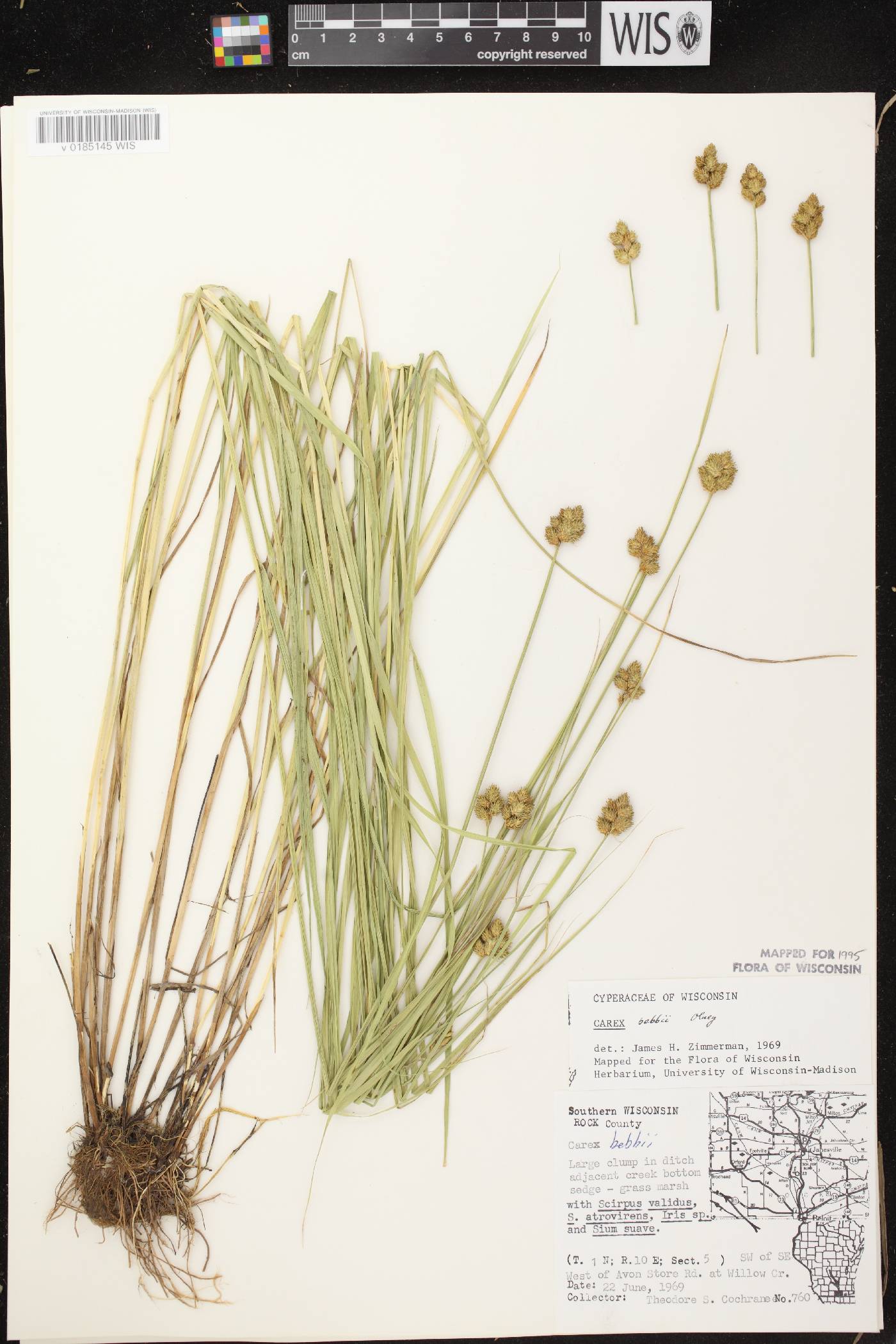 Carex bebbii image