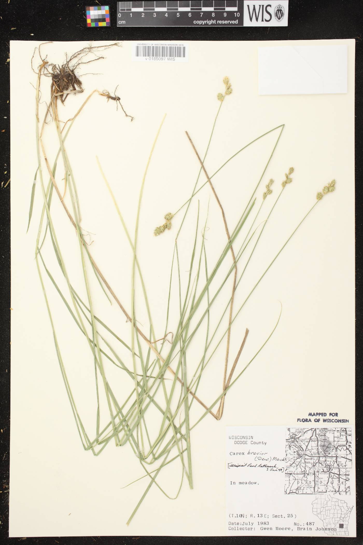 Carex brevior image