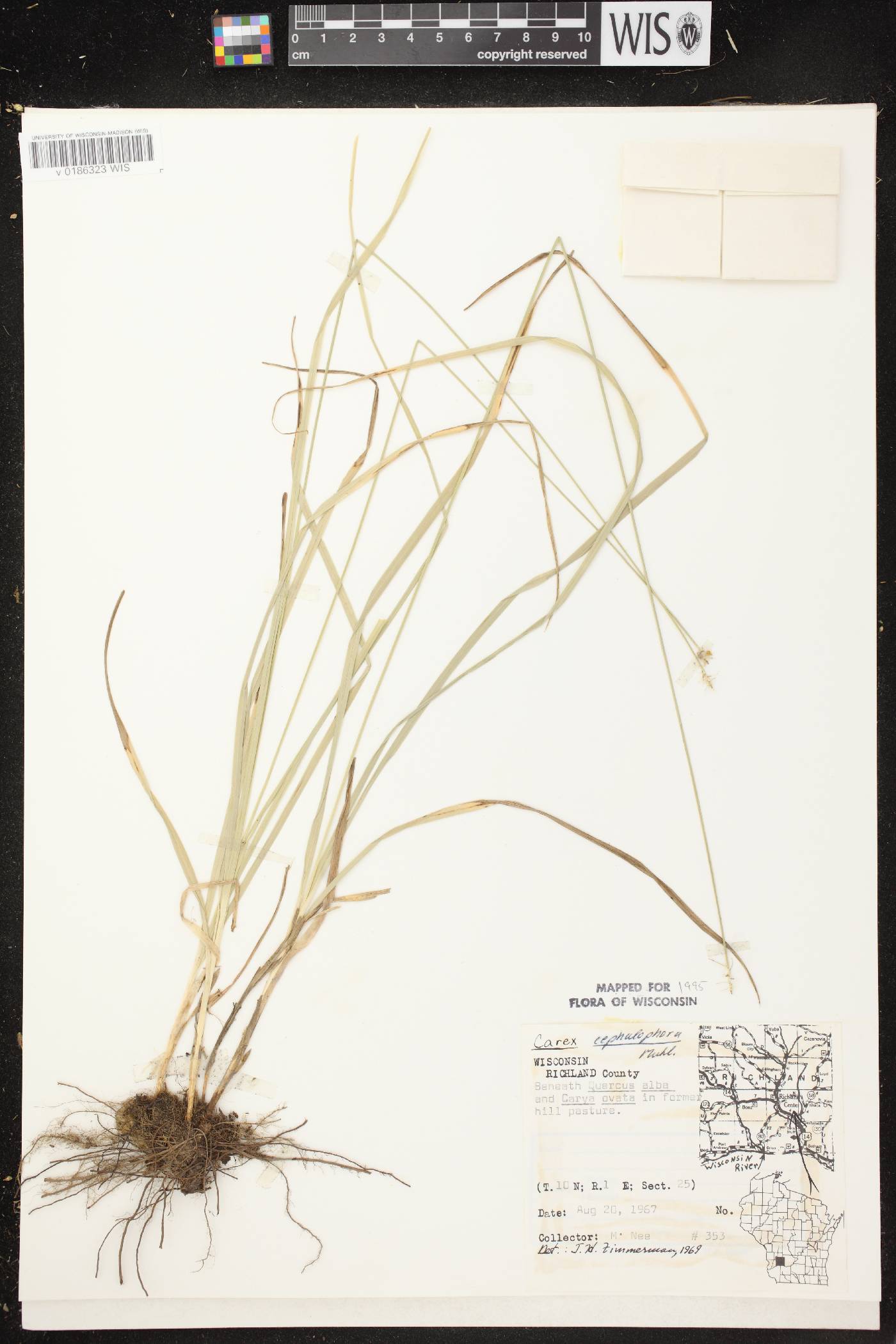 Carex cephalophora image