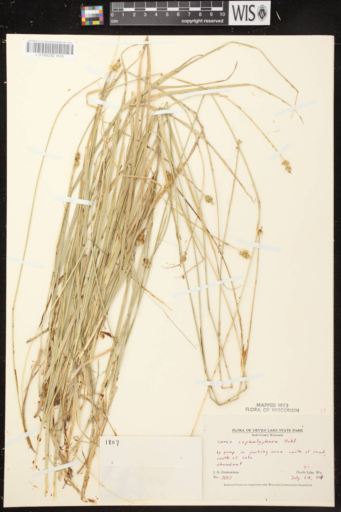 Carex cephalophora image