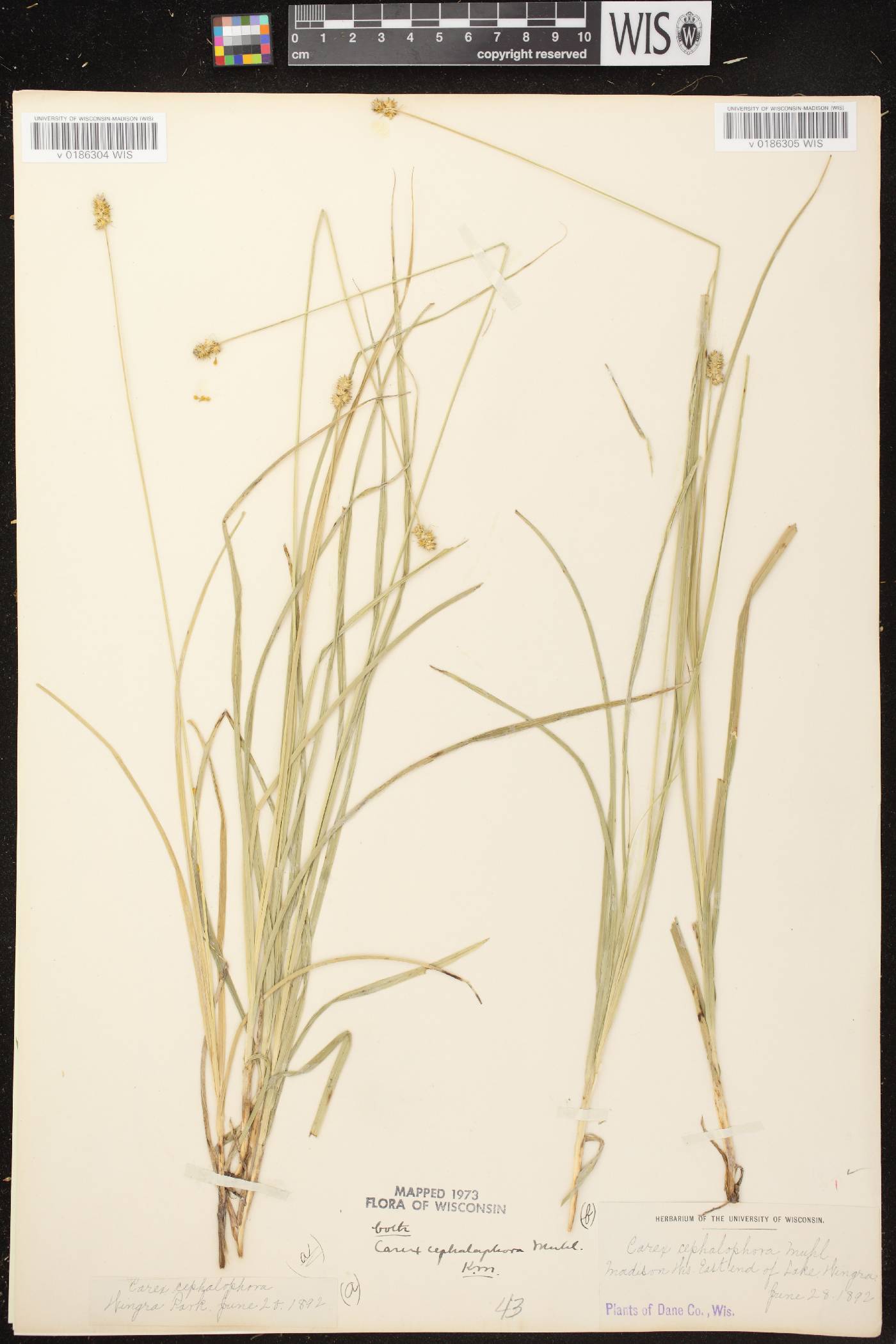 Carex cephalophora image