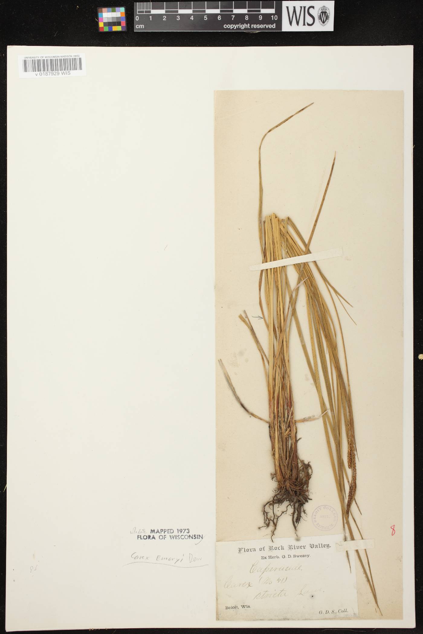 Carex emoryi image
