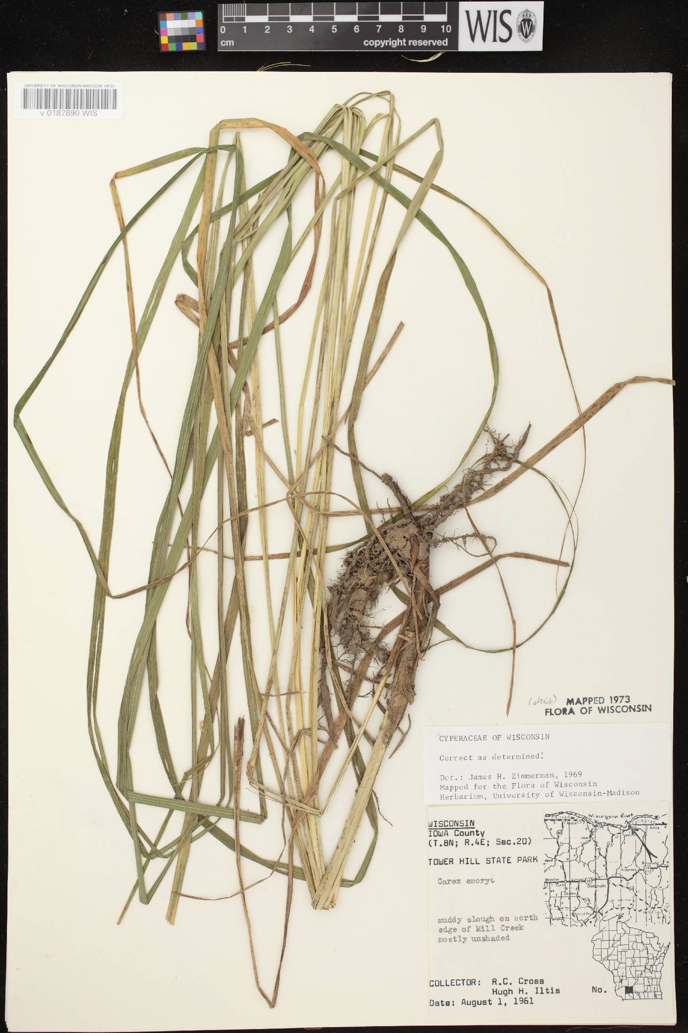 Carex emoryi image