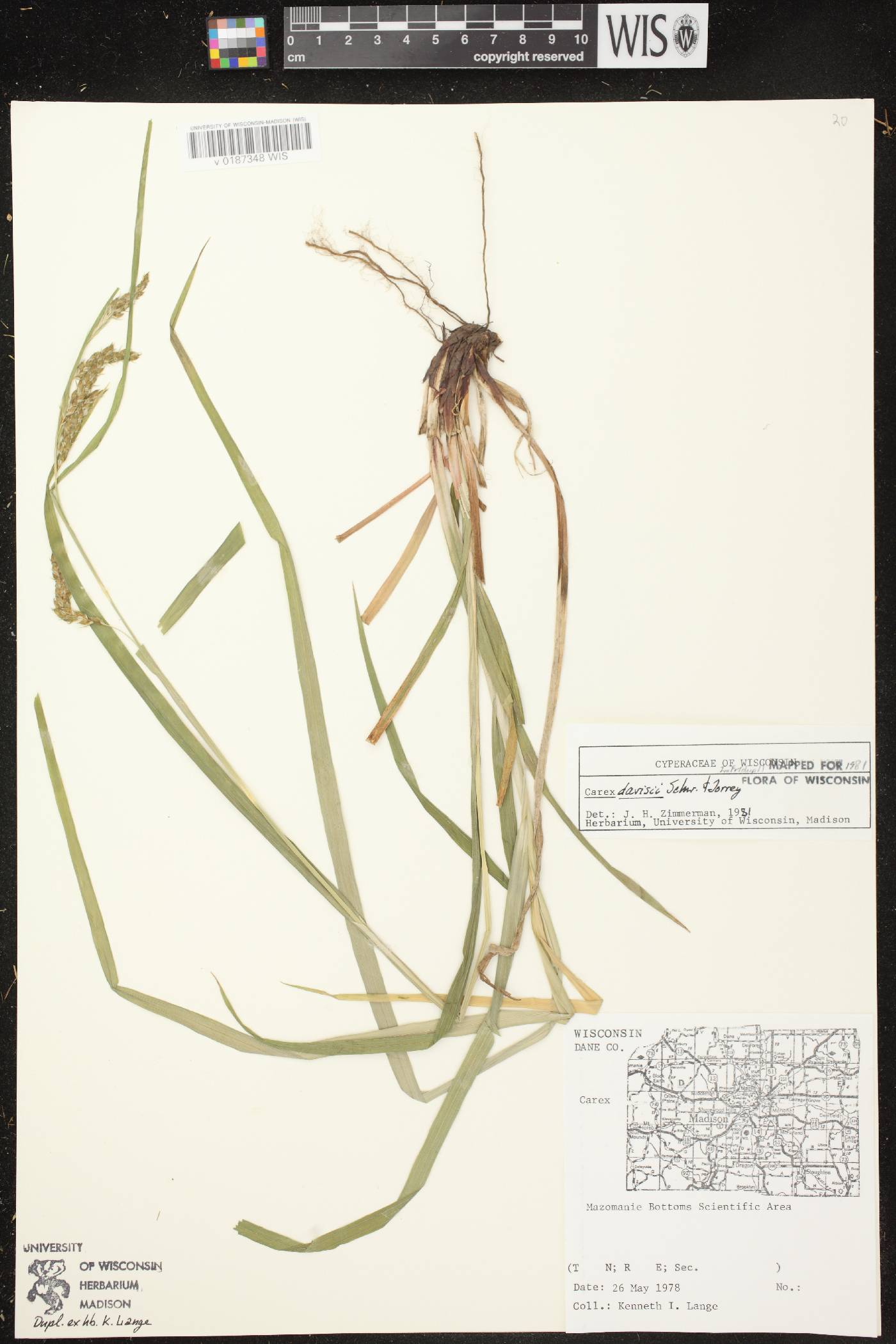 Carex davisii image