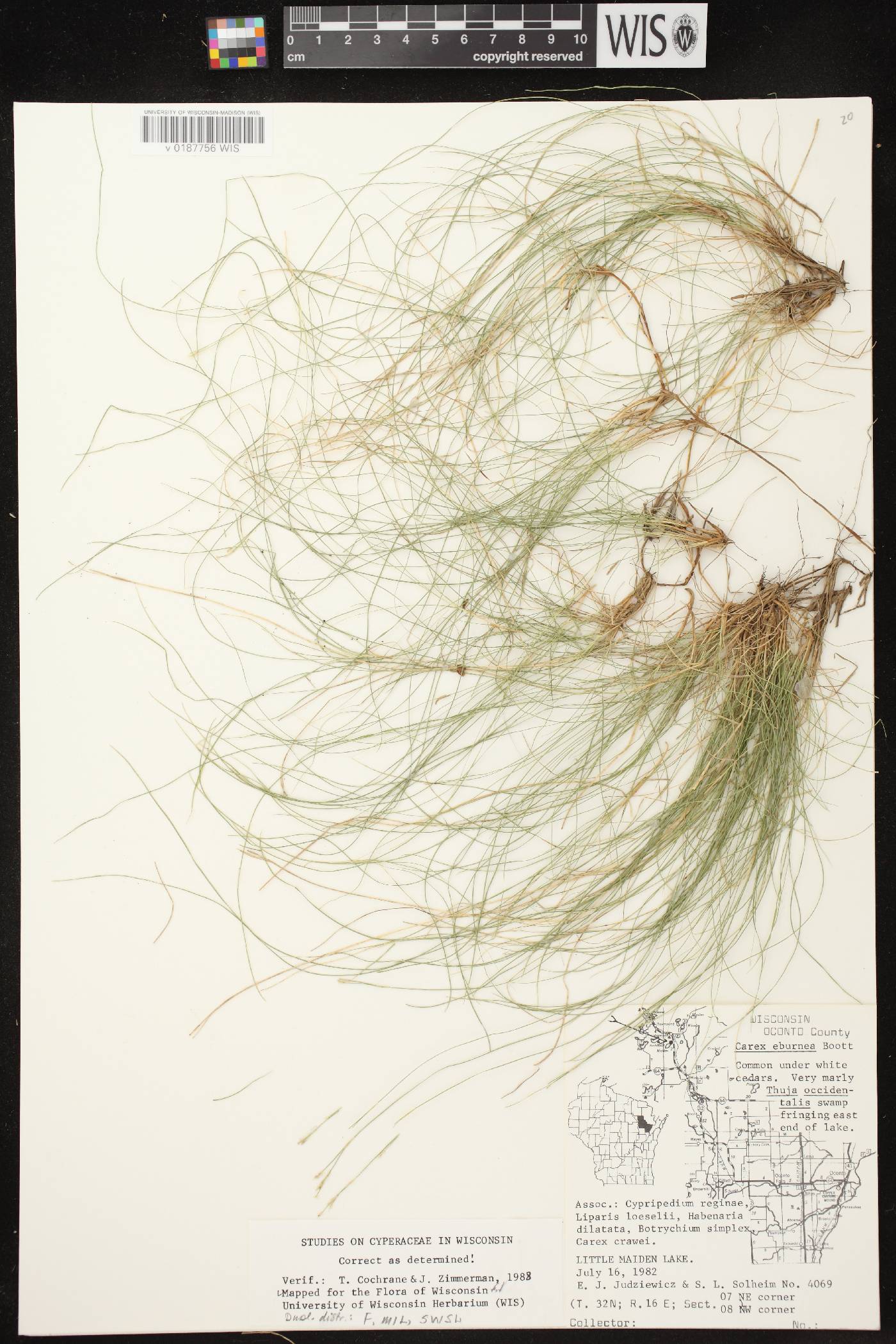 Carex eburnea image